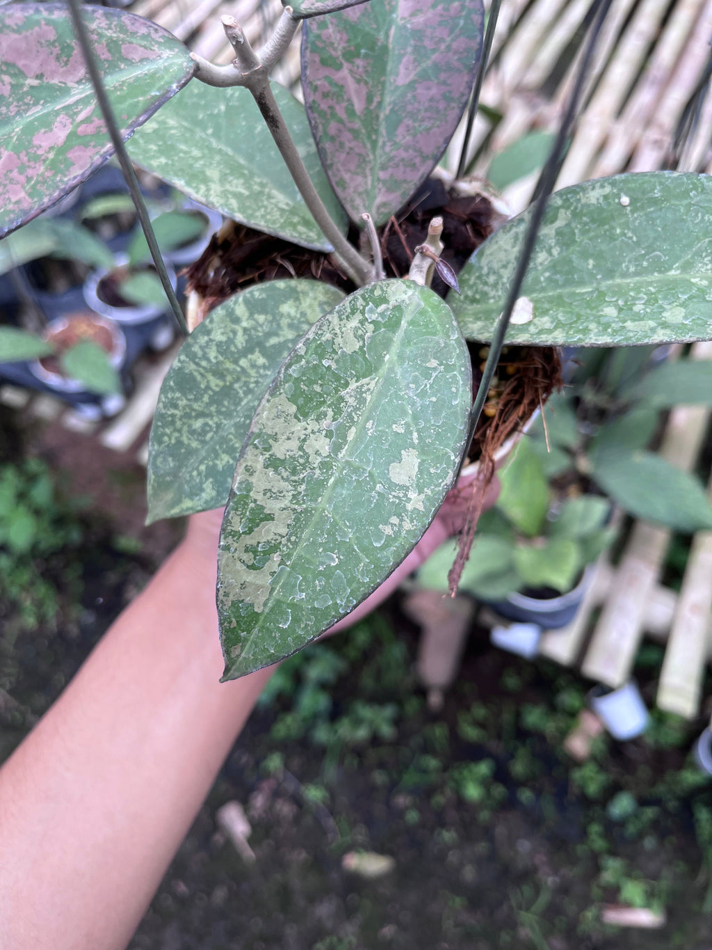 Hoya Verticilata Sp Nganjuk Splash Pink — splash leaf detail photographed at partner grower, Indonesia