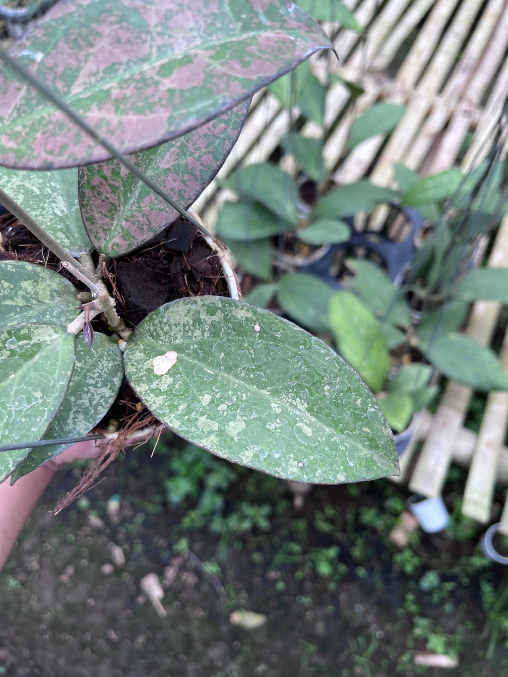Hoya Verticilata Sp Nganjuk Splash Pink — foliage close-up photographed at partner grower, Indonesia