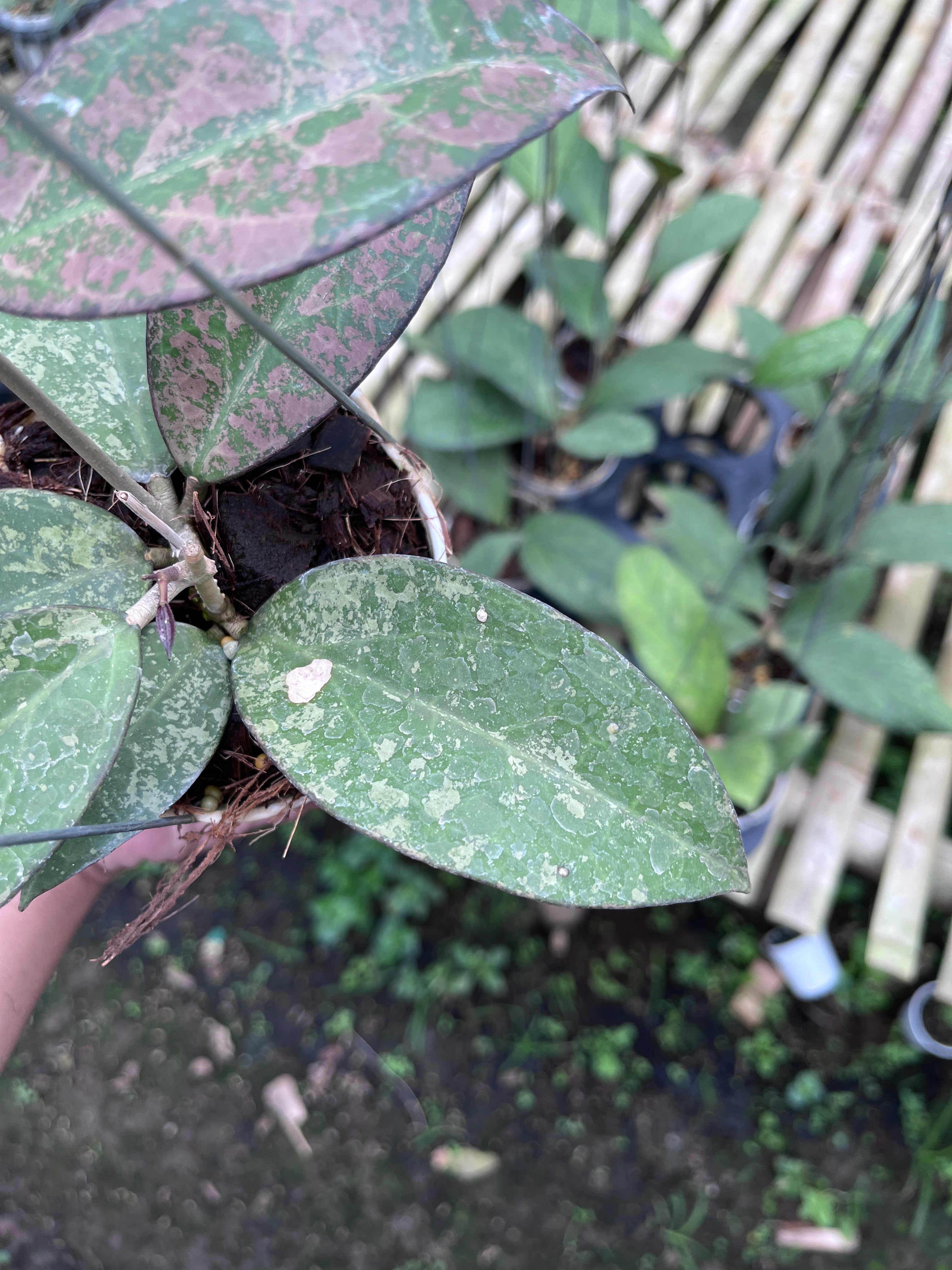 Hoya Verticilata Sp Nganjuk Splash Pink — foliage close-up photographed at partner grower, Indonesia