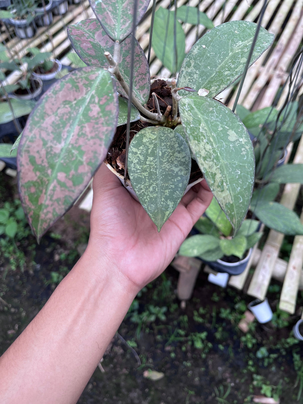 Hoya Verticilata Sp Nganjuk Splash Pink — growth habit photographed at partner grower, Indonesia