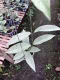 Hoya Pubicalyx Pink Silver Ghost — full plant view photographed at partner grower, Indonesia