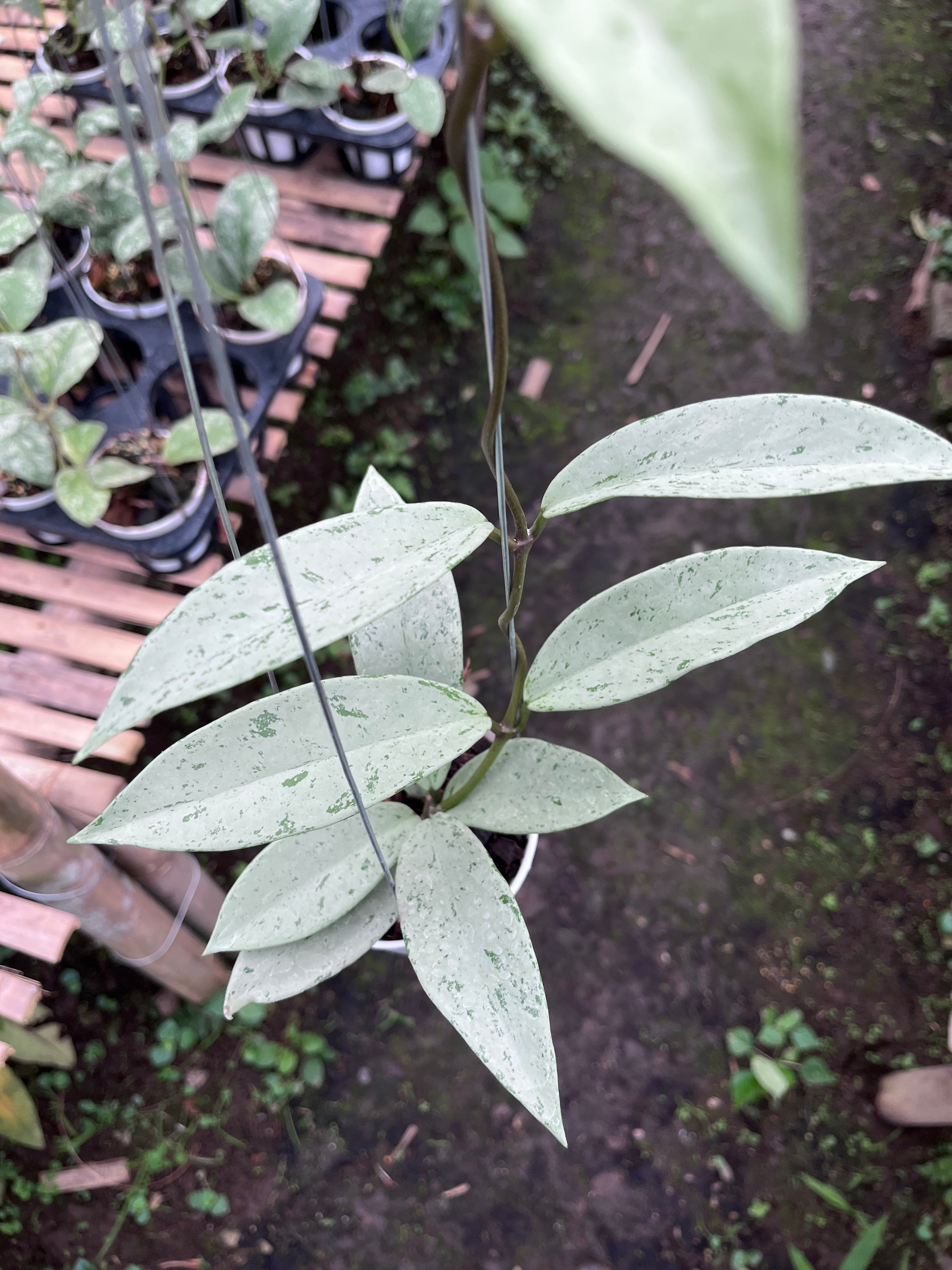 Hoya Pubicalyx Pink Silver Ghost — full plant view photographed at partner grower, Indonesia