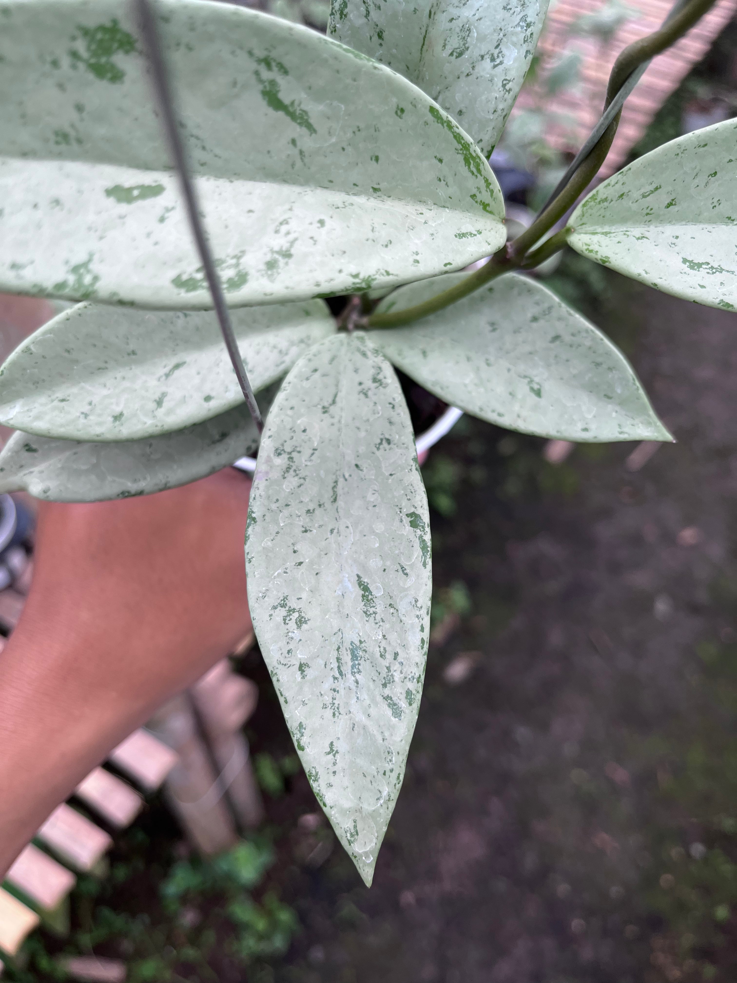 Hoya Pubicalyx Pink Silver Ghost — silver splash leaf detail photographed at partner grower, Indonesia