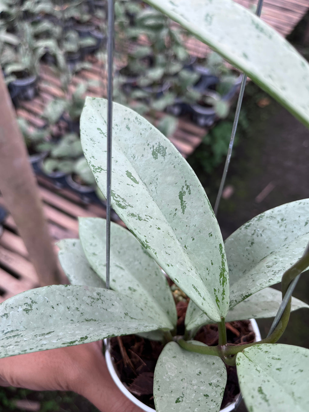 Hoya Pubicalyx Pink Silver Ghost — foliage close-up photographed at partner grower, Indonesia