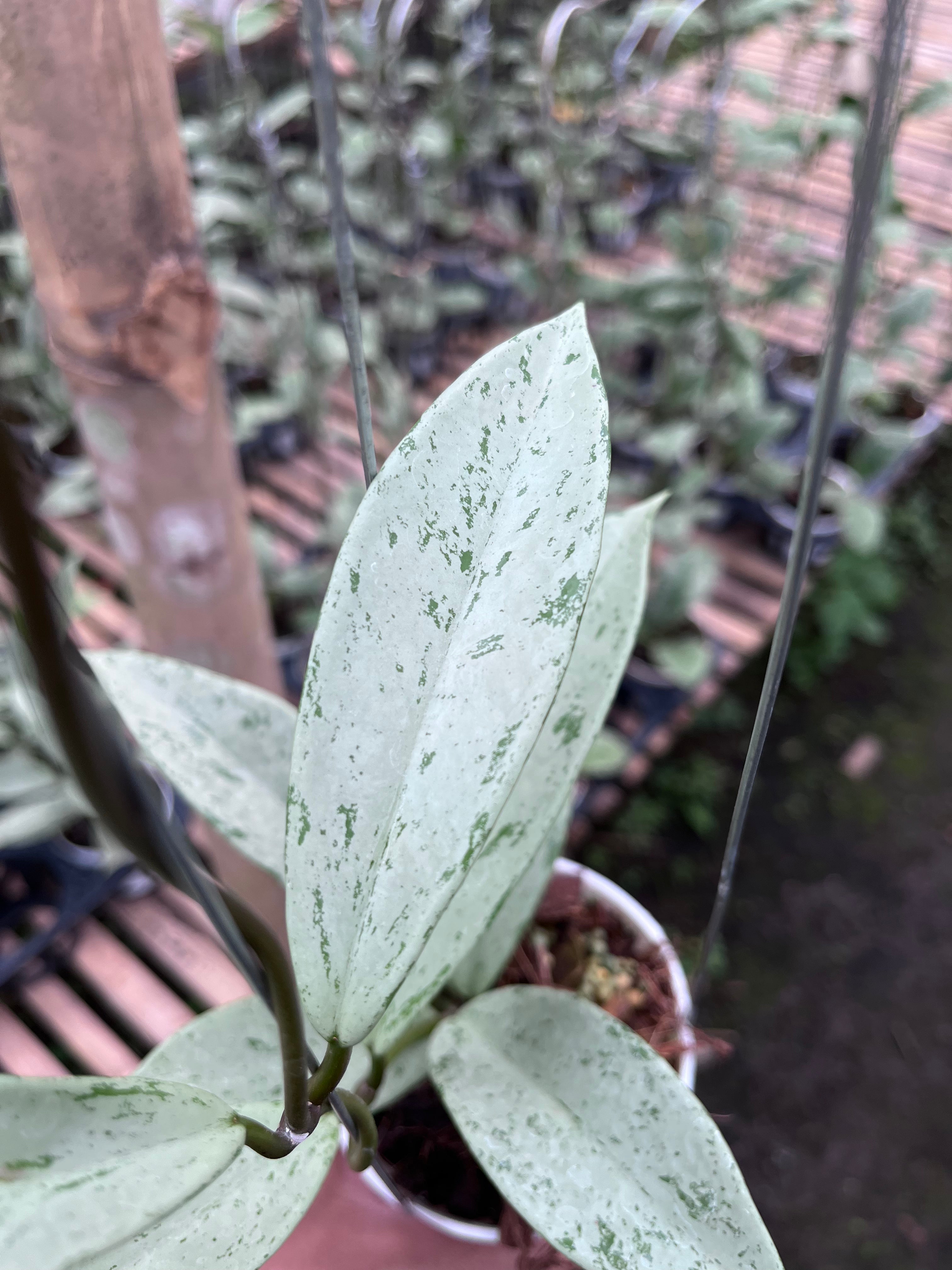 Hoya Pubicalyx Pink Silver Ghost — growth habit photographed at partner grower, Indonesia