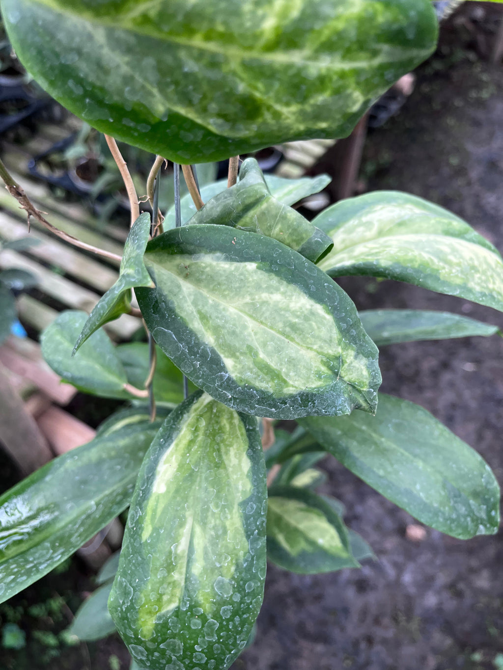 Hoya Incrassata Moonshadow — full plant view photographed at partner grower, Indonesia