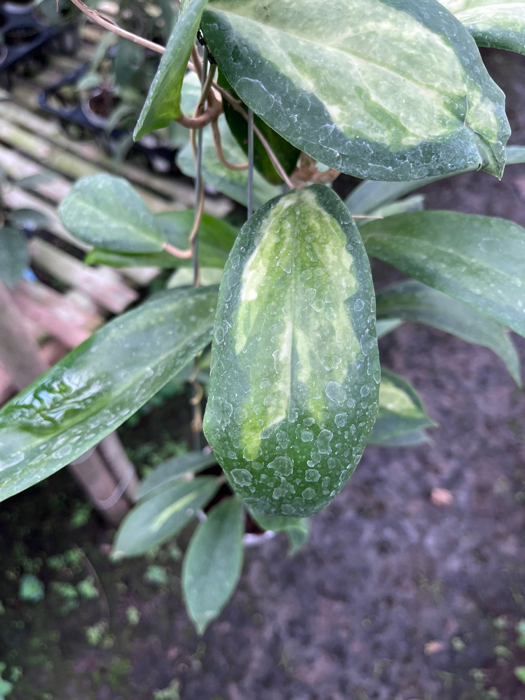 Hoya Incrassata Moonshadow — variegation detail photographed at partner grower, Indonesia