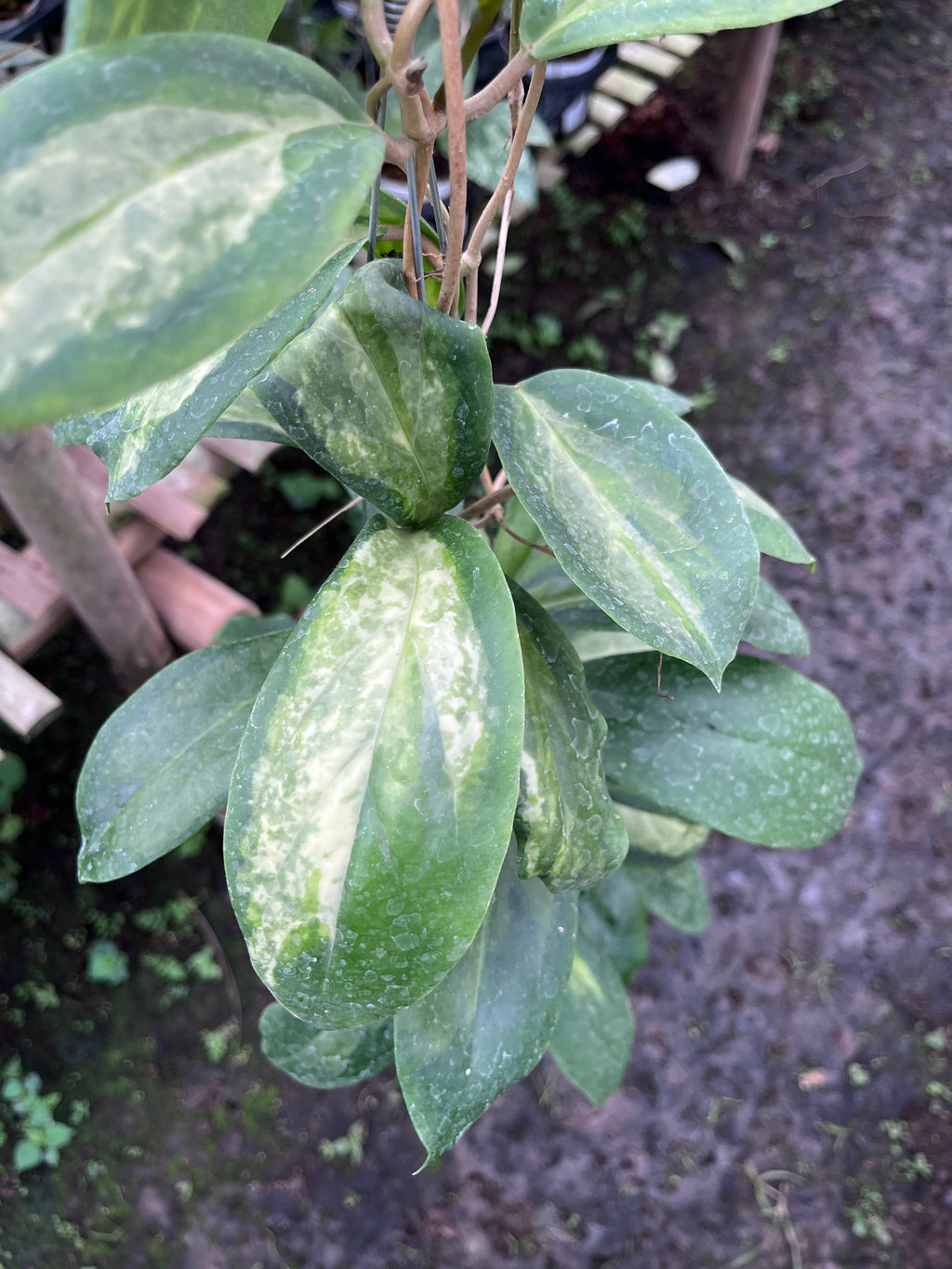 Hoya Incrassata Moonshadow — foliage close-up photographed at partner grower, Indonesia