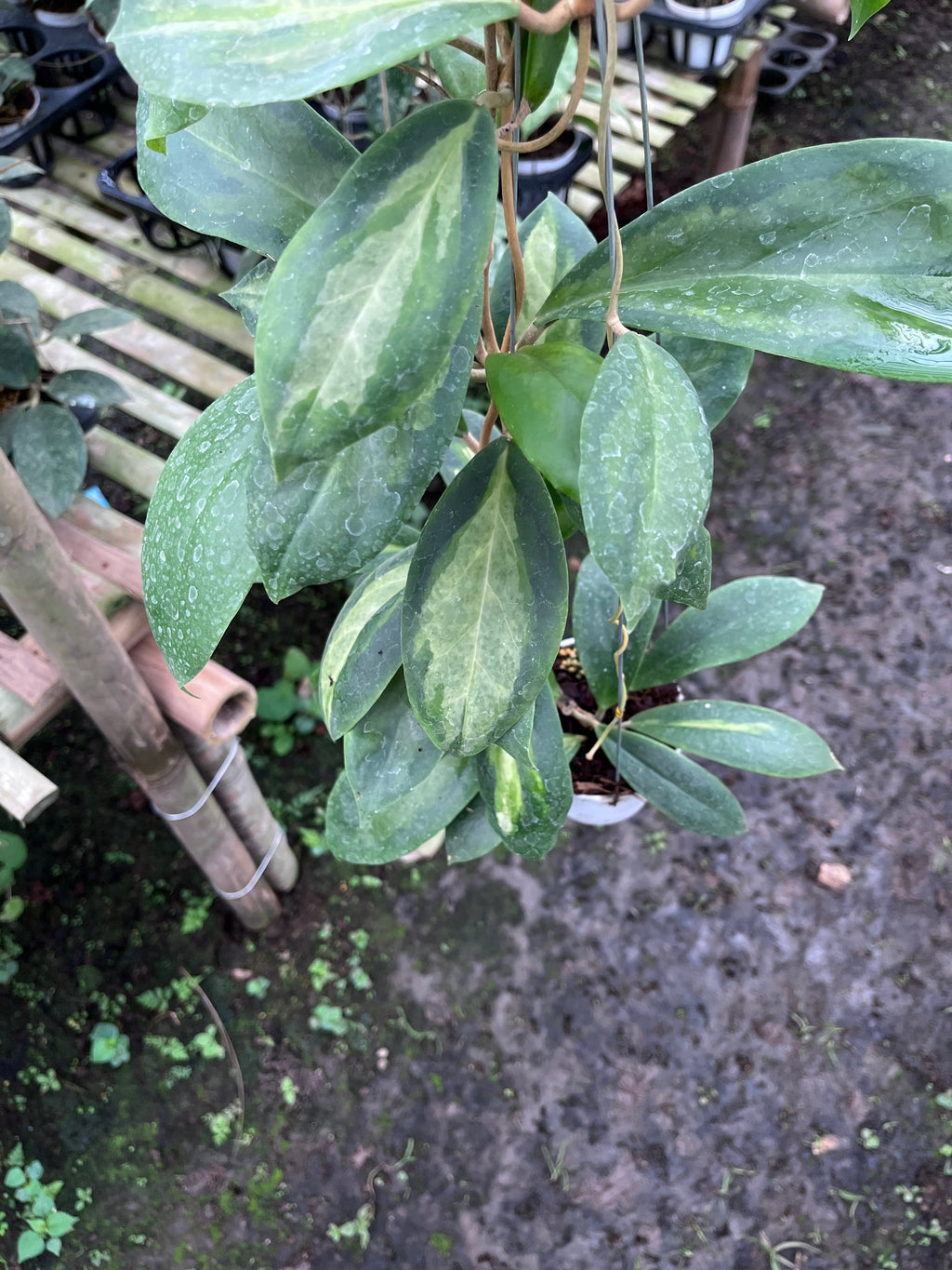 Hoya Incrassata Moonshadow — growth habit photographed at partner grower, Indonesia