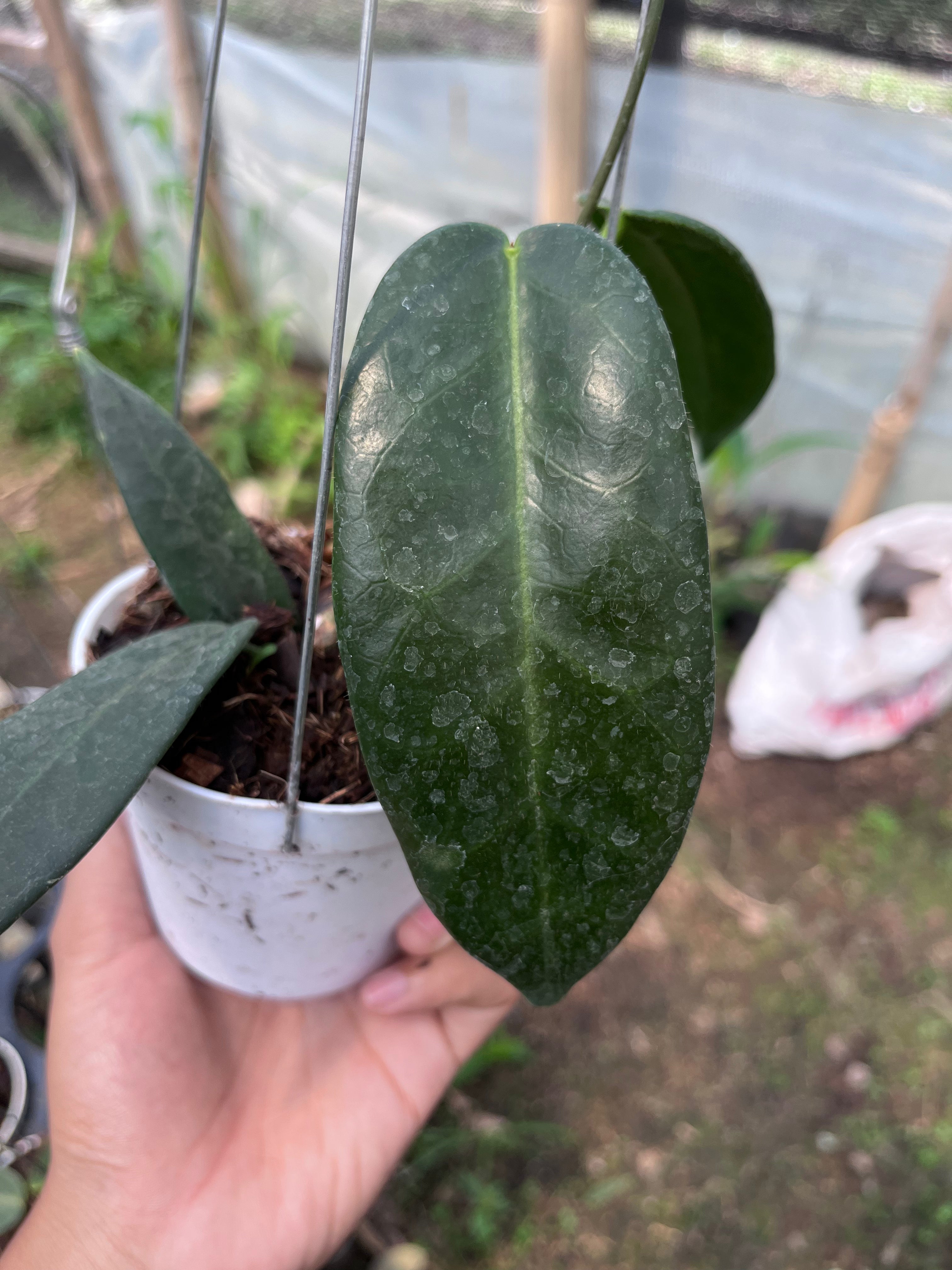 Hoya Stenakei Dark — leaf detail photographed at partner grower, Indonesia