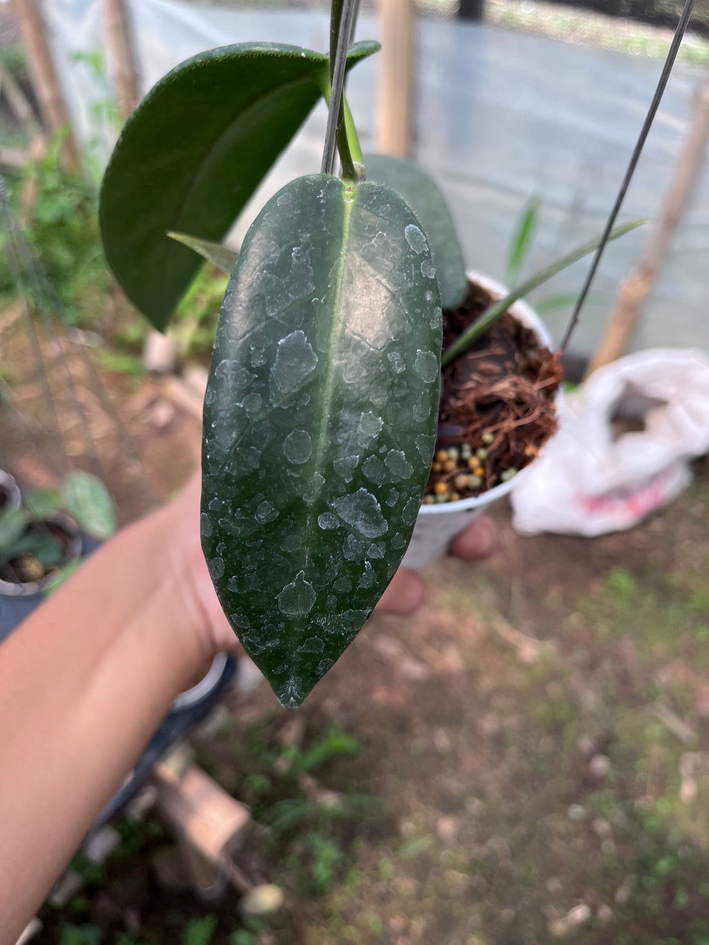 Hoya Stenakei Dark — foliage close-up photographed at partner grower, Indonesia