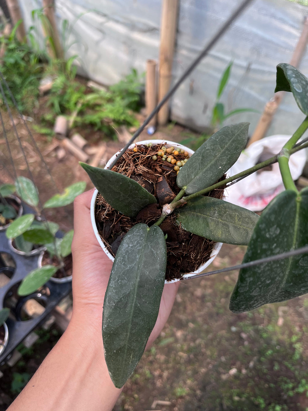 Hoya Stenakei Dark — full plant view photographed at partner grower, Indonesia