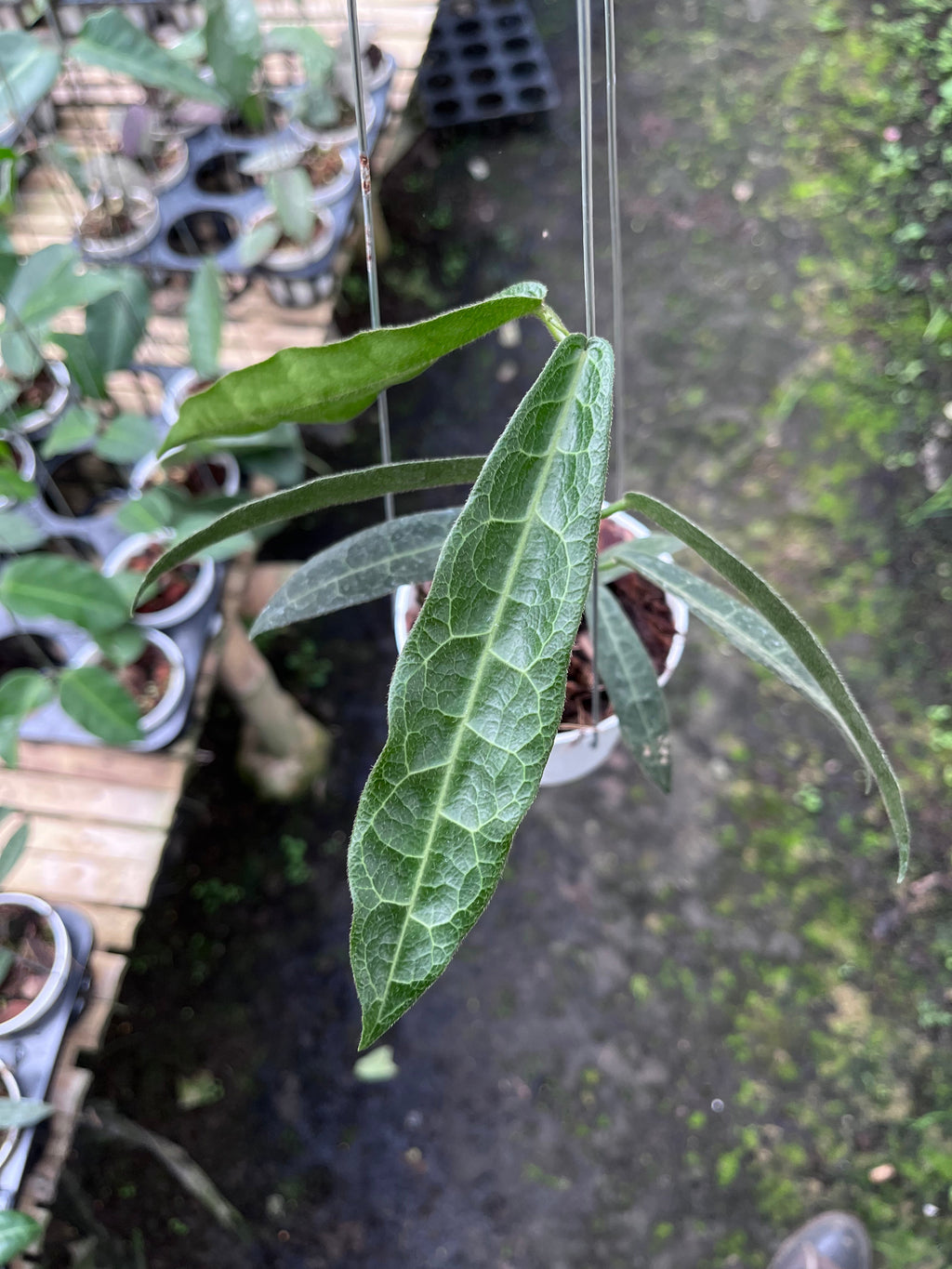 Hoya Hypolasia Long Leaf — growth habit photographed at partner grower, Indonesia
