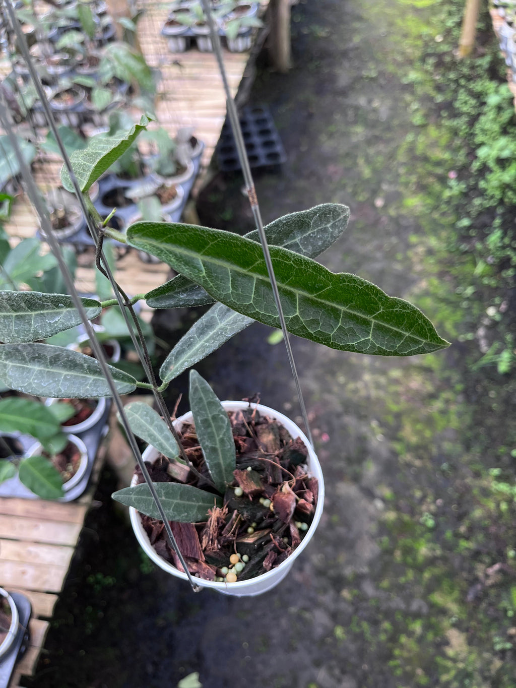 Hoya Hypolasia Long Leaf — long leaf detail photographed at partner grower, Indonesia