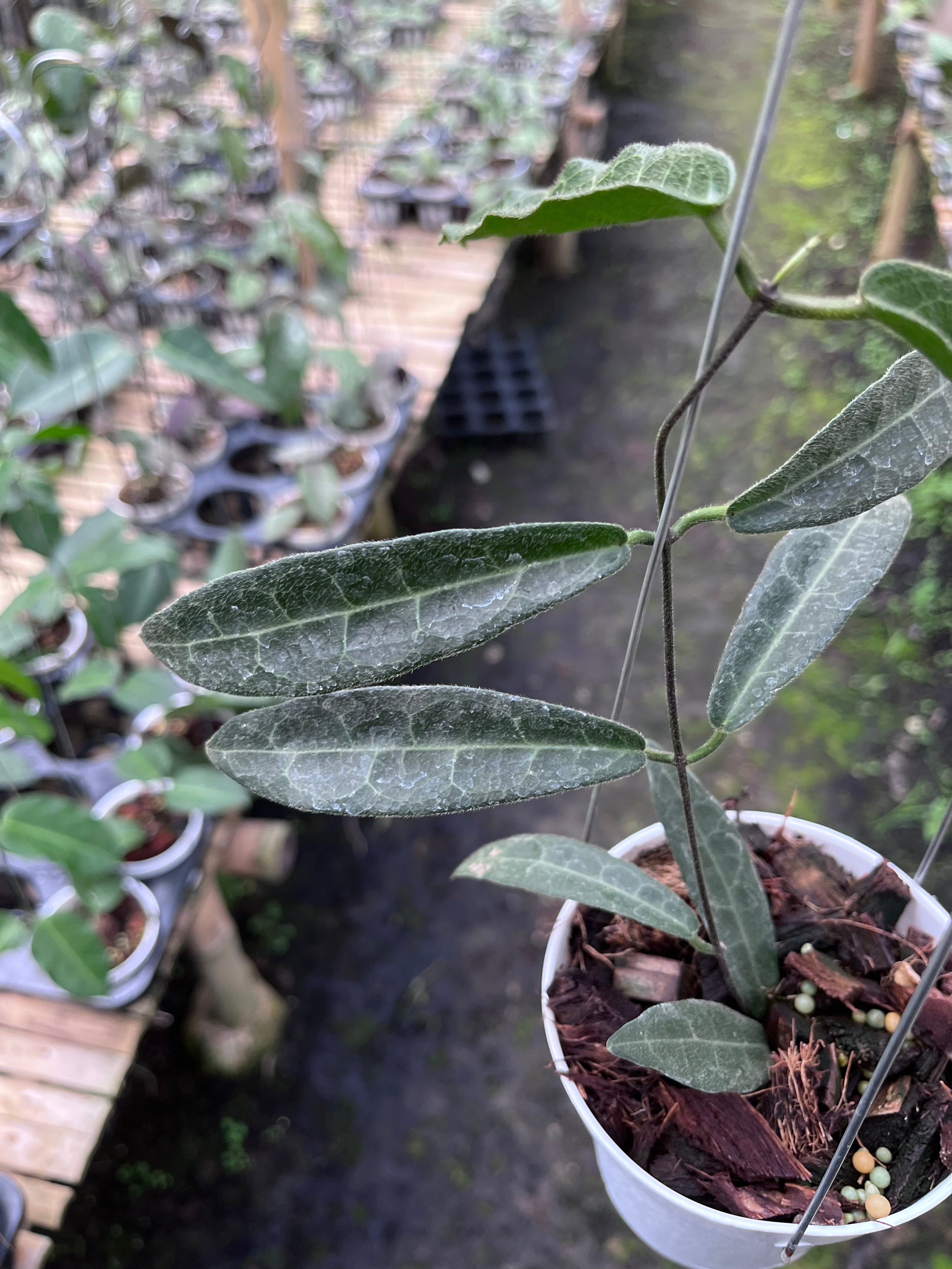 Hoya Hypolasia Long Leaf — foliage close-up photographed at partner grower, Indonesia