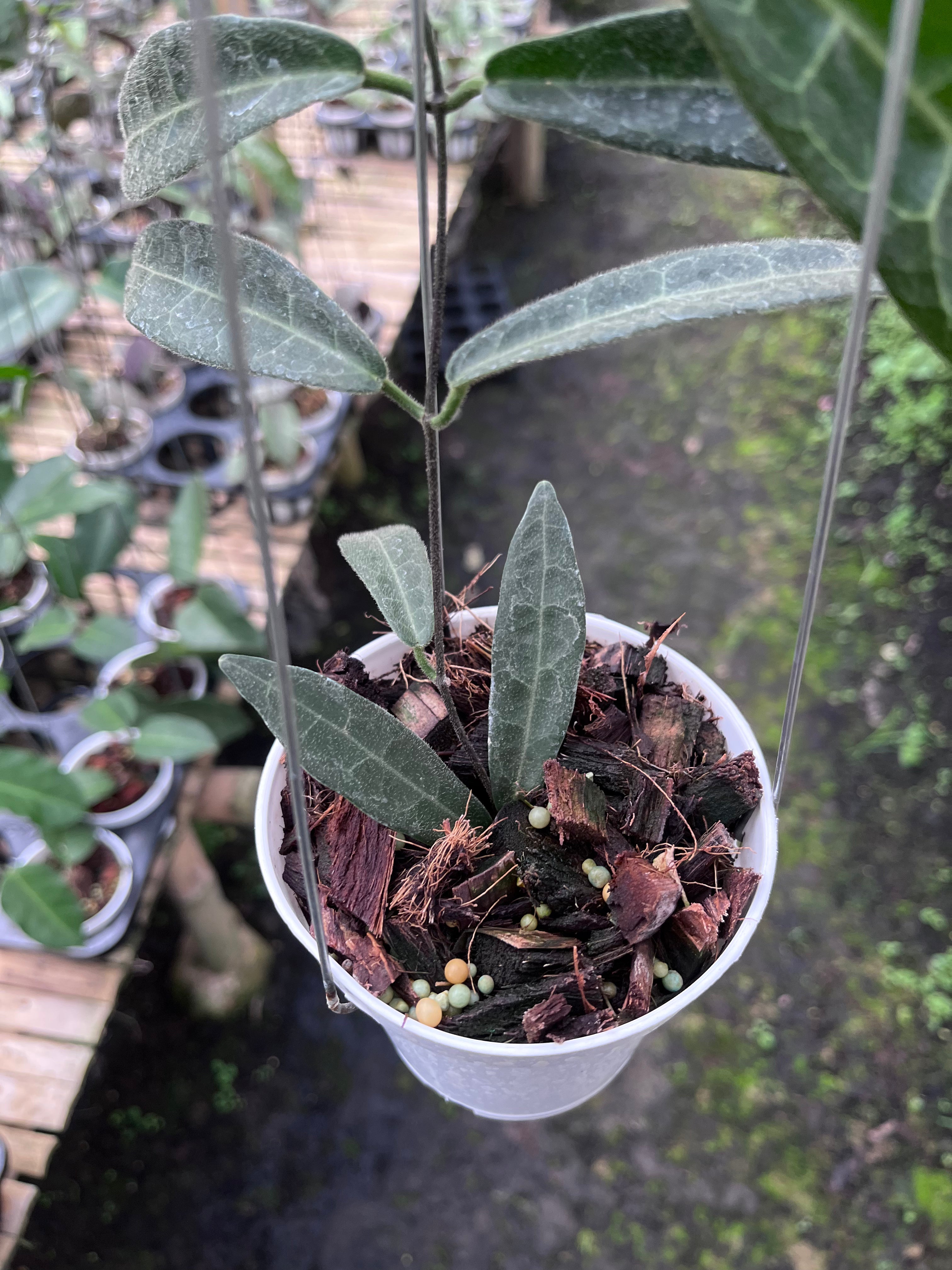 Hoya Hypolasia Long Leaf — full plant view photographed at partner grower, Indonesia
