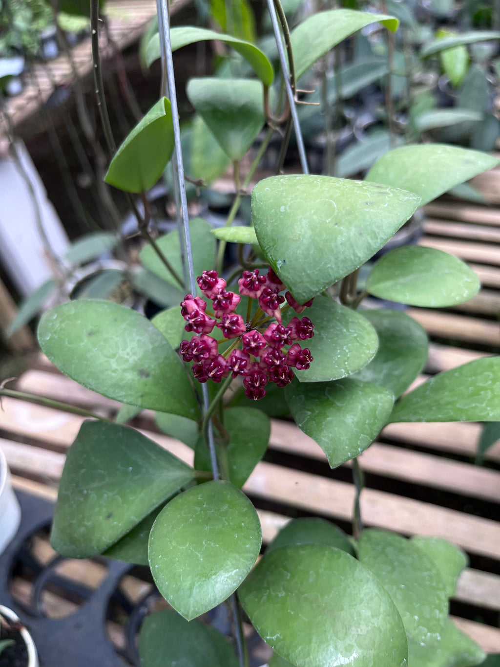 Hoya Lucardenasiana — foliage close-up photographed at partner grower, Indonesia