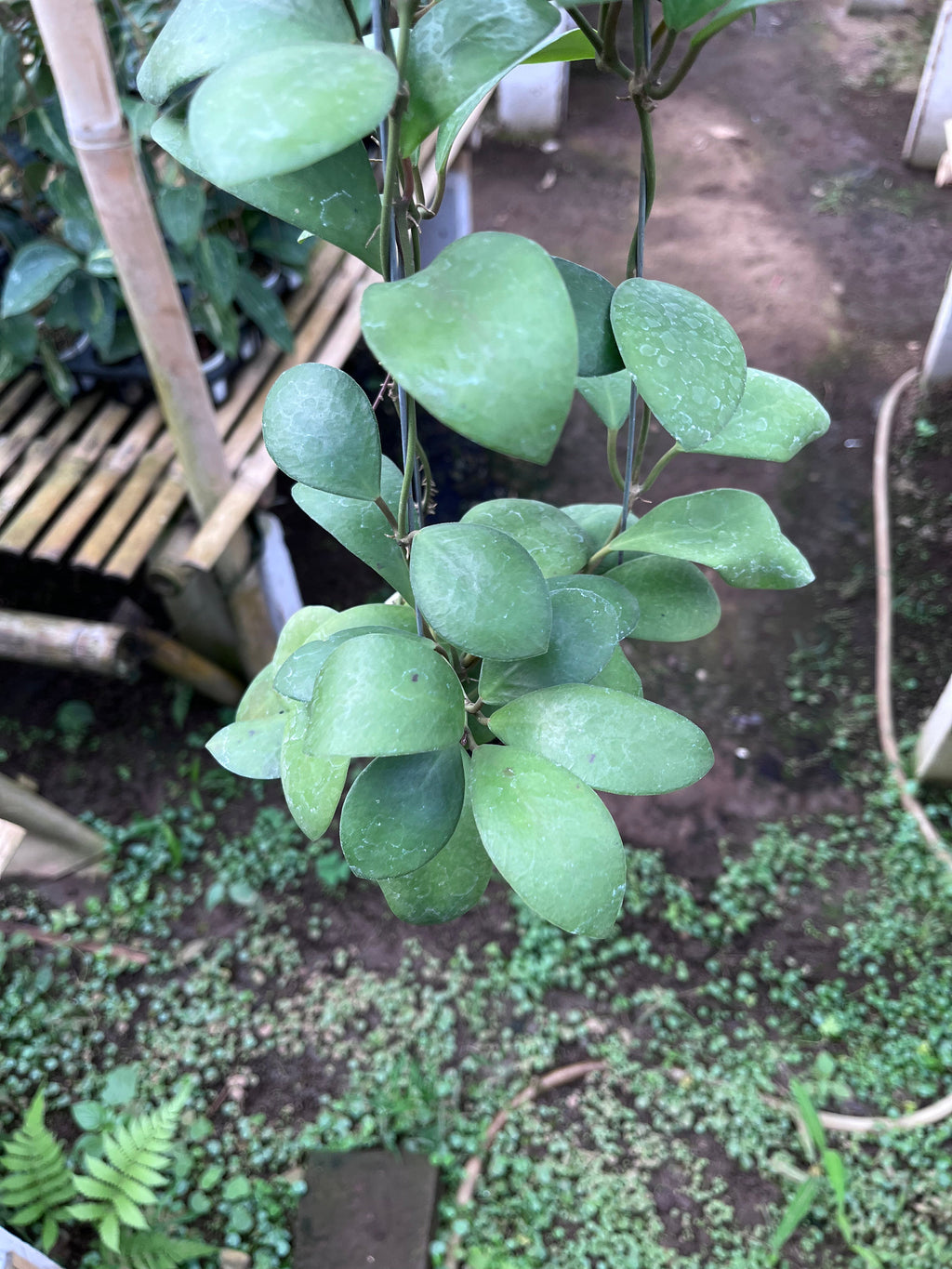 Hoya Lucardenasiana — leaf detail photographed at partner grower, Indonesia
