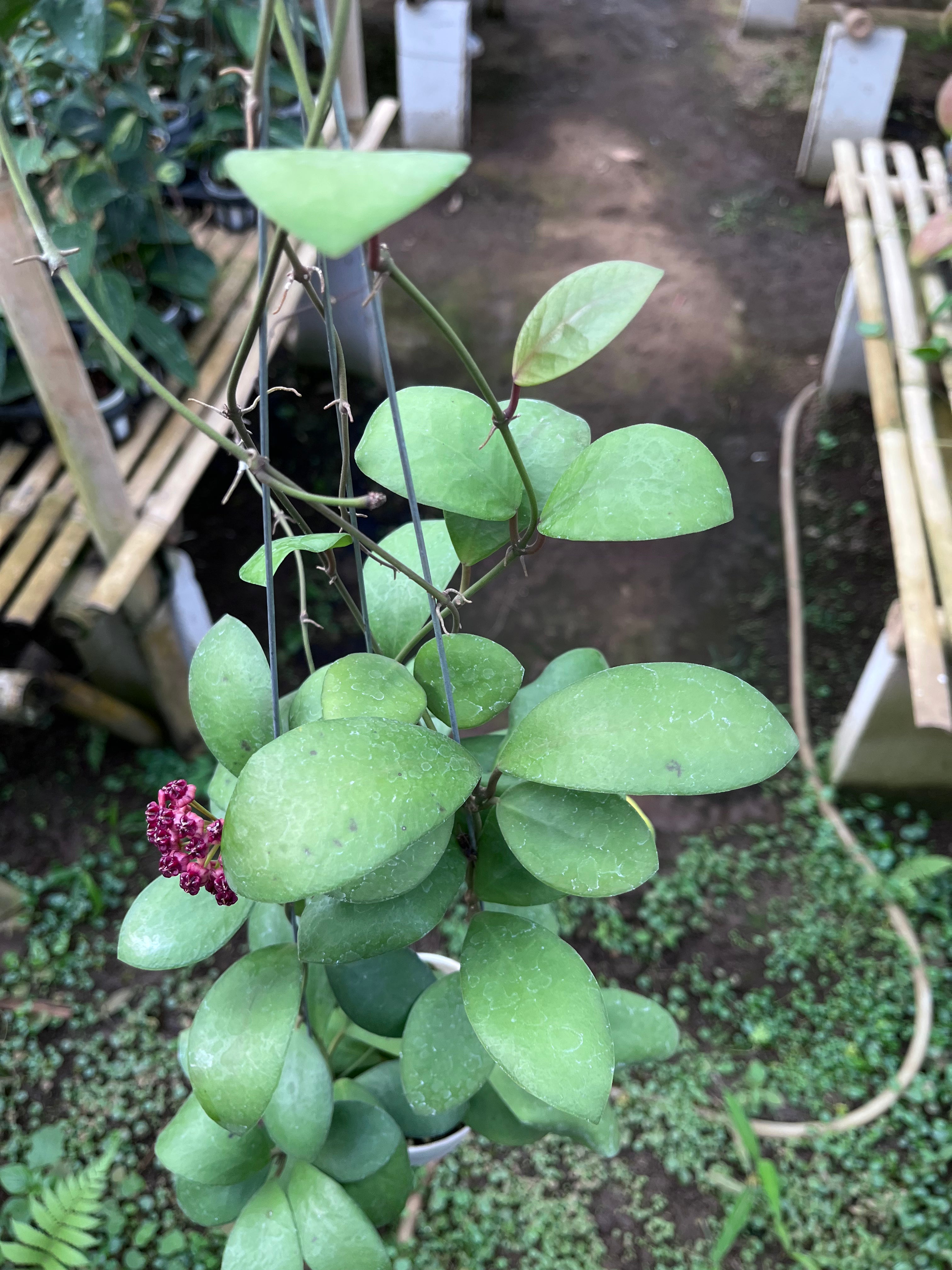Hoya Lucardenasiana — growth habit photographed at partner grower, Indonesia
