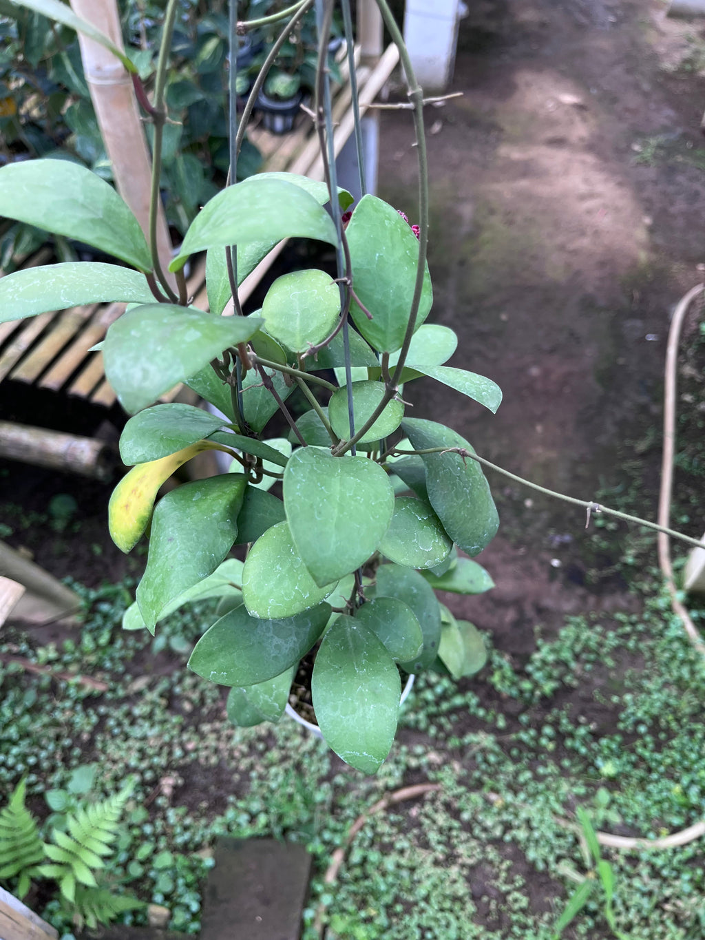 Hoya Lucardenasiana — full plant view photographed at partner grower, Indonesia