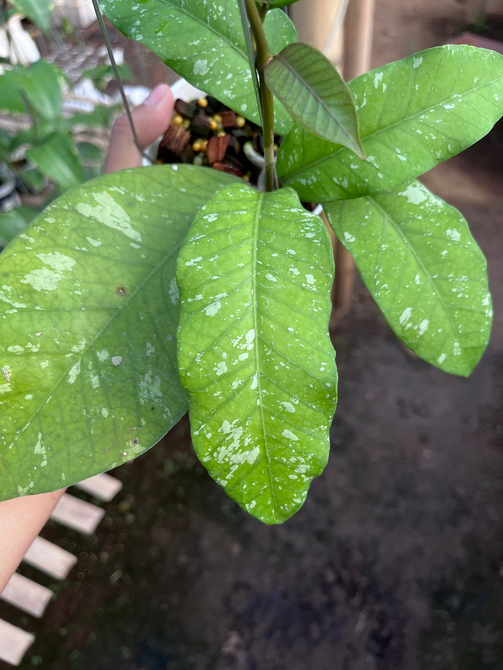 Hoya Sp Aceh Burperlak — growth habit photographed at partner grower, Indonesia