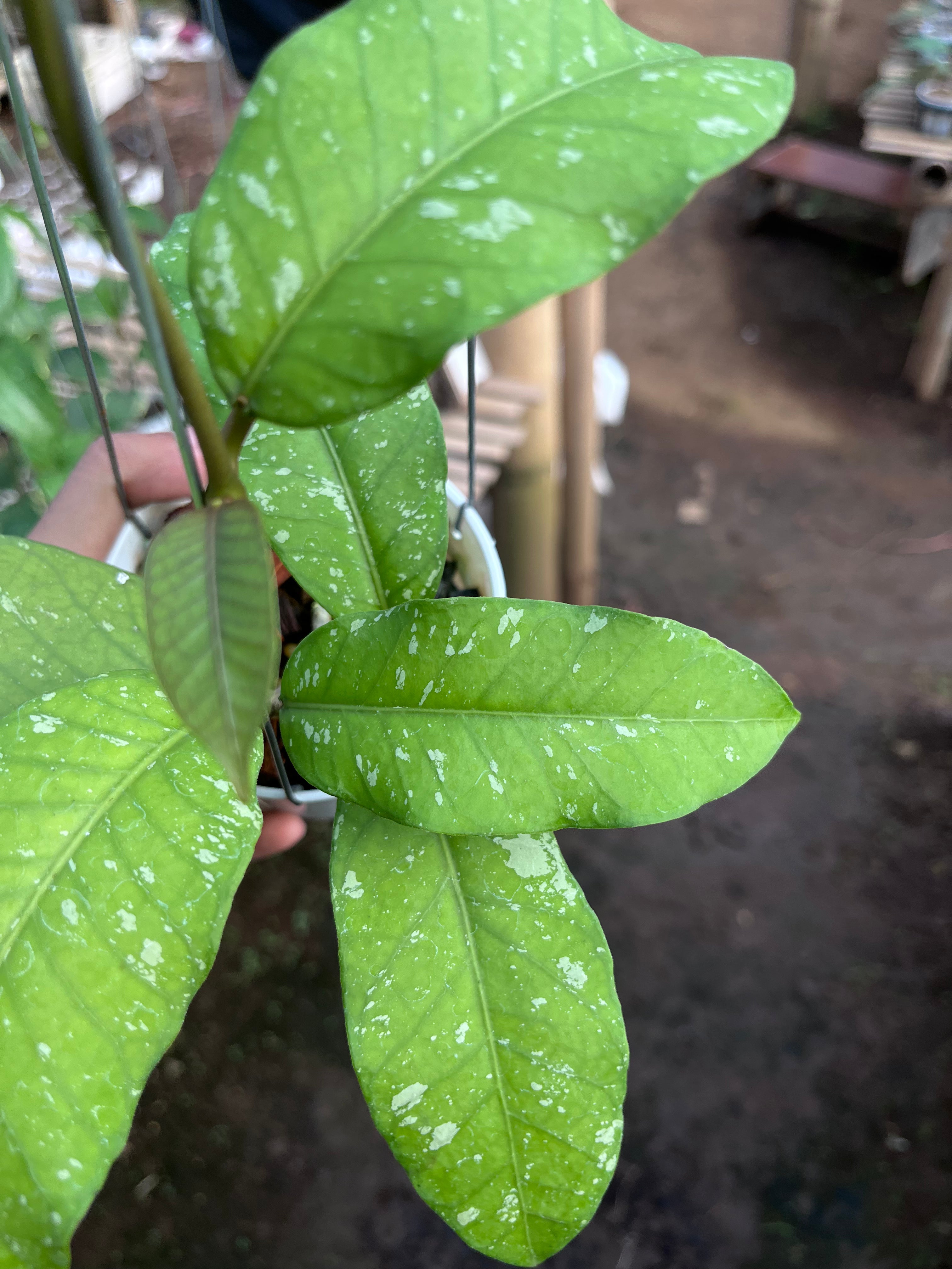Hoya Sp Aceh Burperlak — full plant view photographed at partner grower, Indonesia