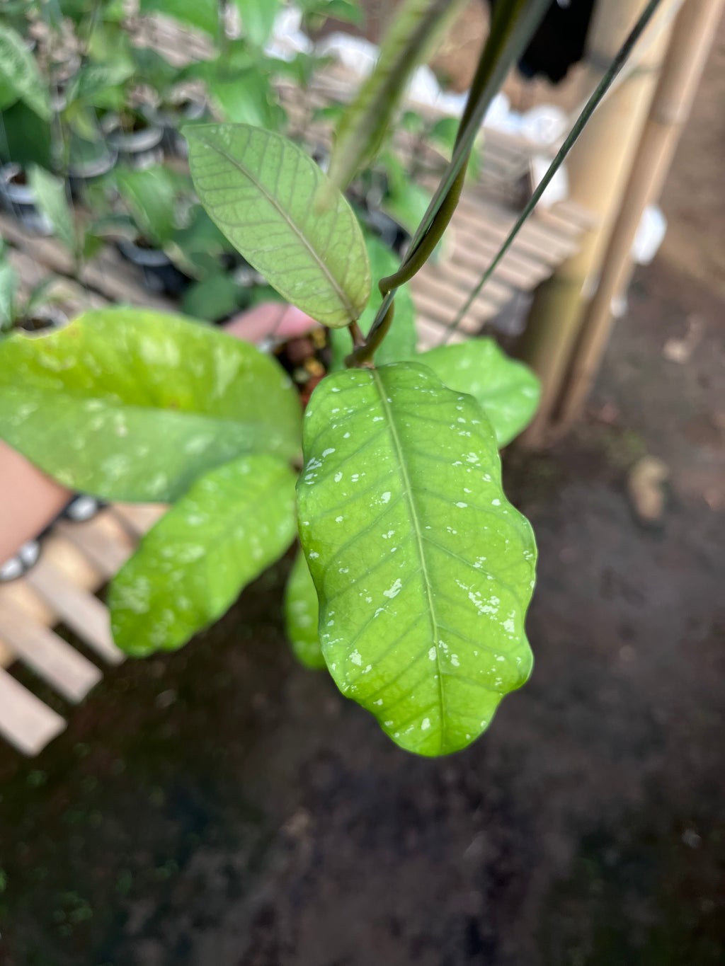 Hoya Sp Aceh Burperlak — leaf detail photographed at partner grower, Indonesia