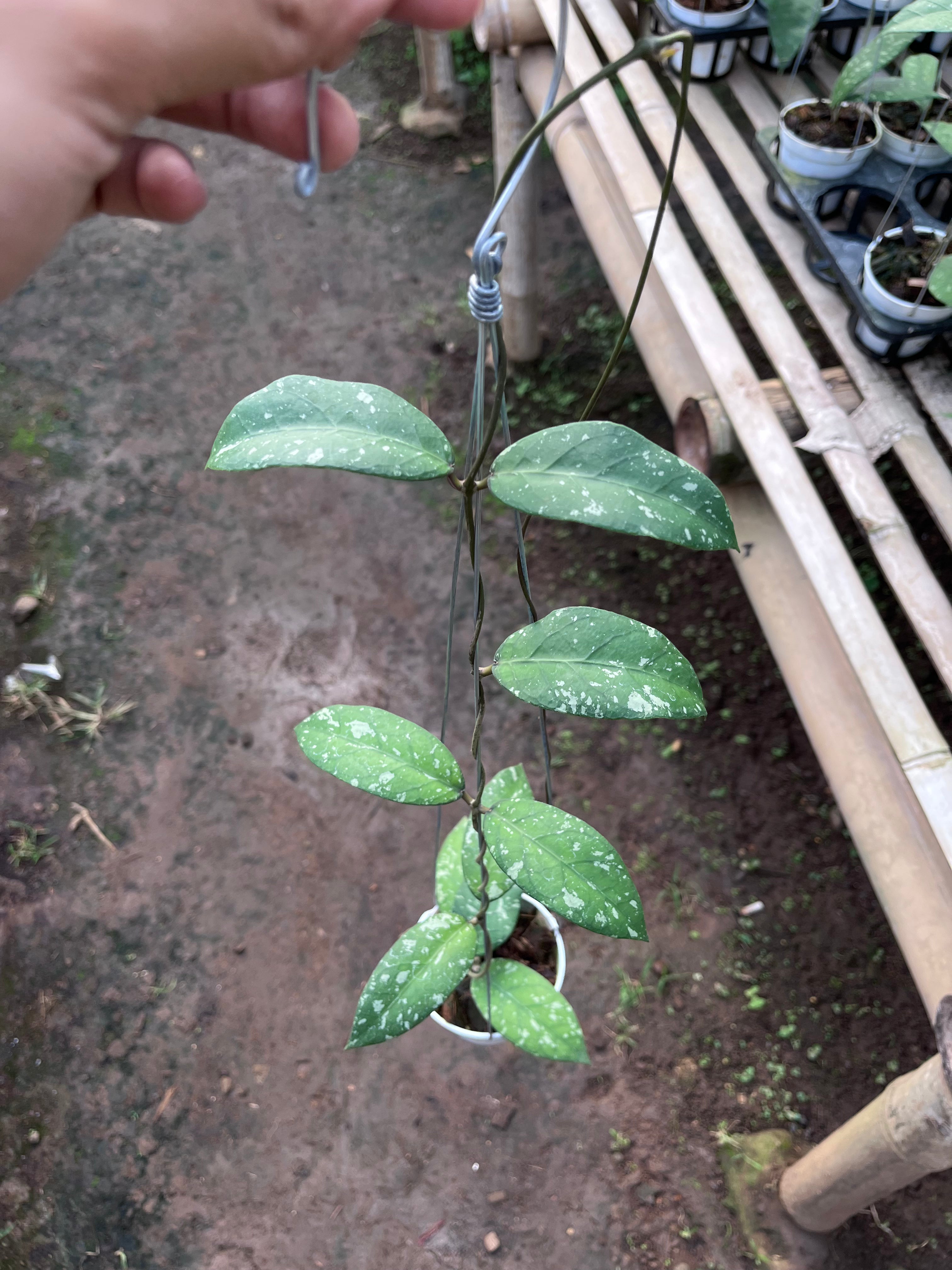 Hoya Sp Aceh Air Suri — full plant view photographed at partner grower, Indonesia