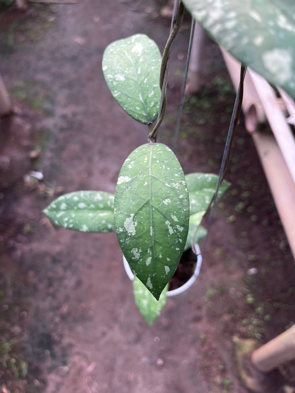 Hoya Sp Aceh Air Suri — leaf detail photographed at partner grower, Indonesia