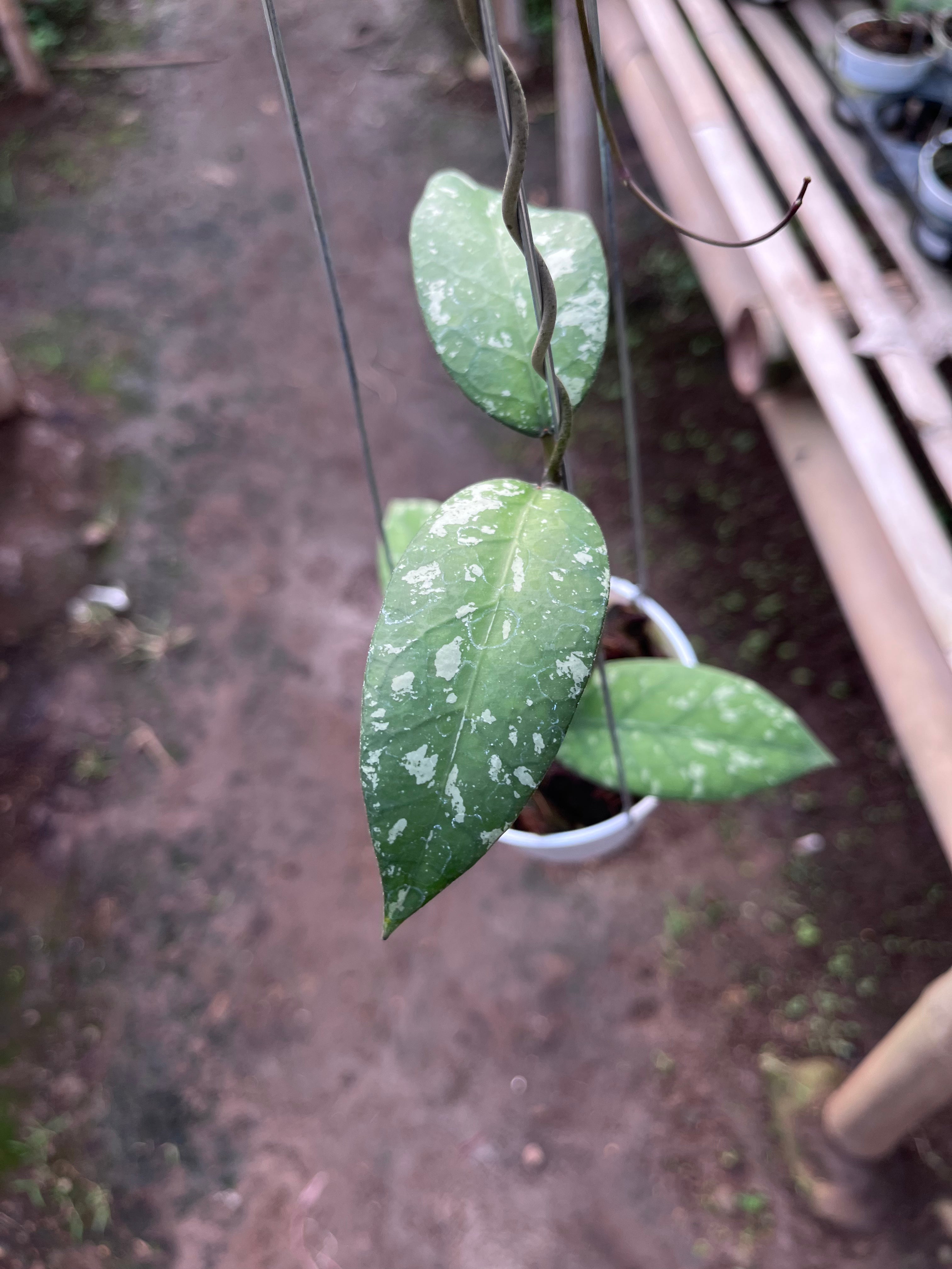 Hoya Sp Aceh Air Suri — foliage close-up photographed at partner grower, Indonesia
