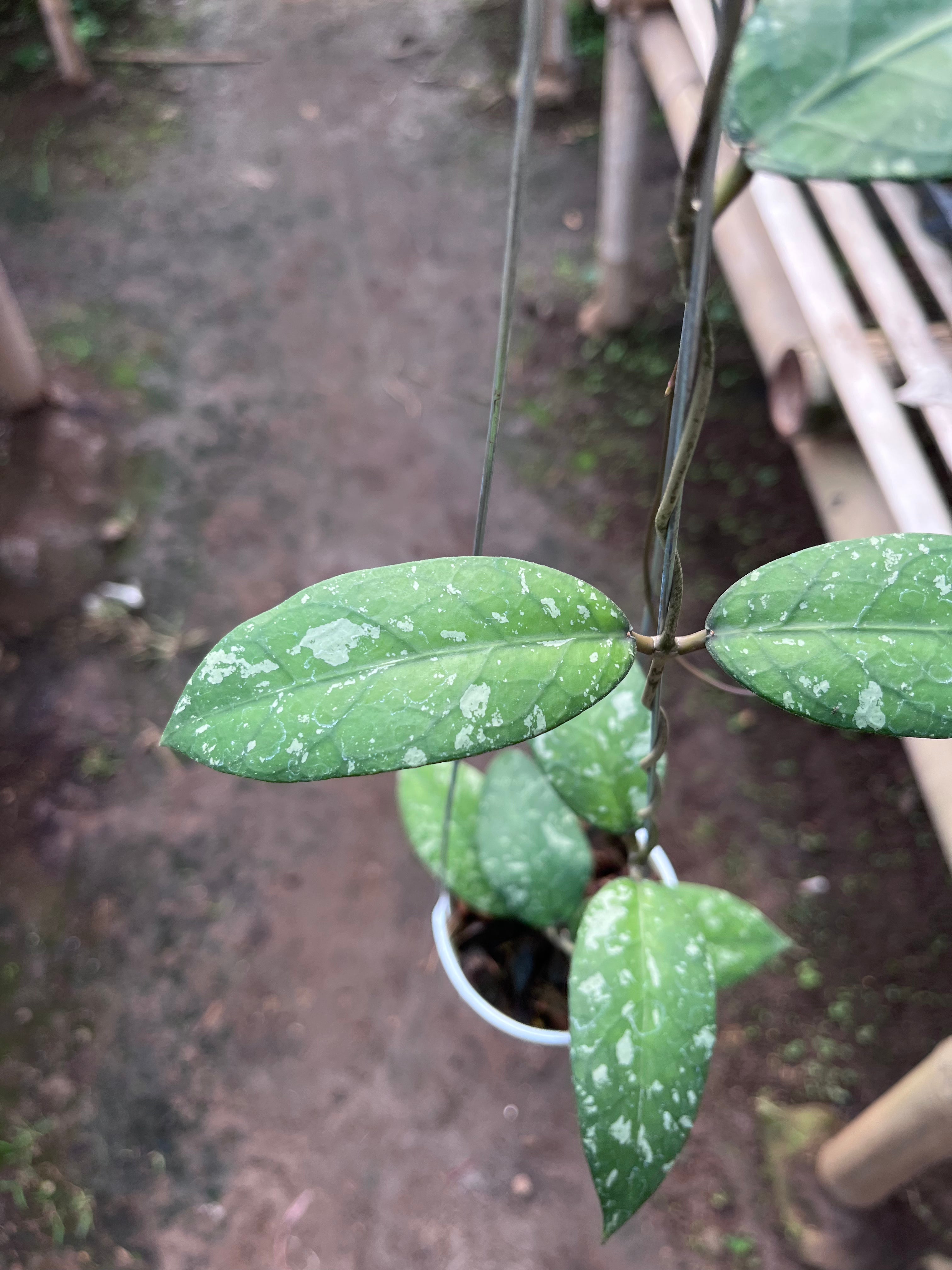 Hoya Sp Aceh Air Suri — growth habit photographed at partner grower, Indonesia