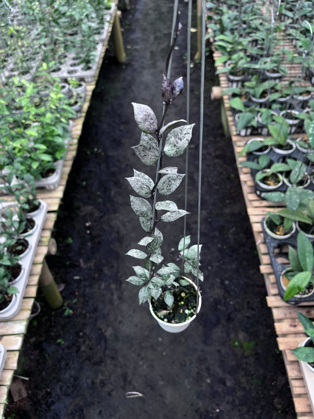 Hoya Lacunosa Black Aurora — full plant view photographed at partner grower, Indonesia