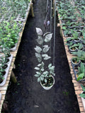 Hoya Lacunosa Black Aurora — full plant view photographed at partner grower, Indonesia