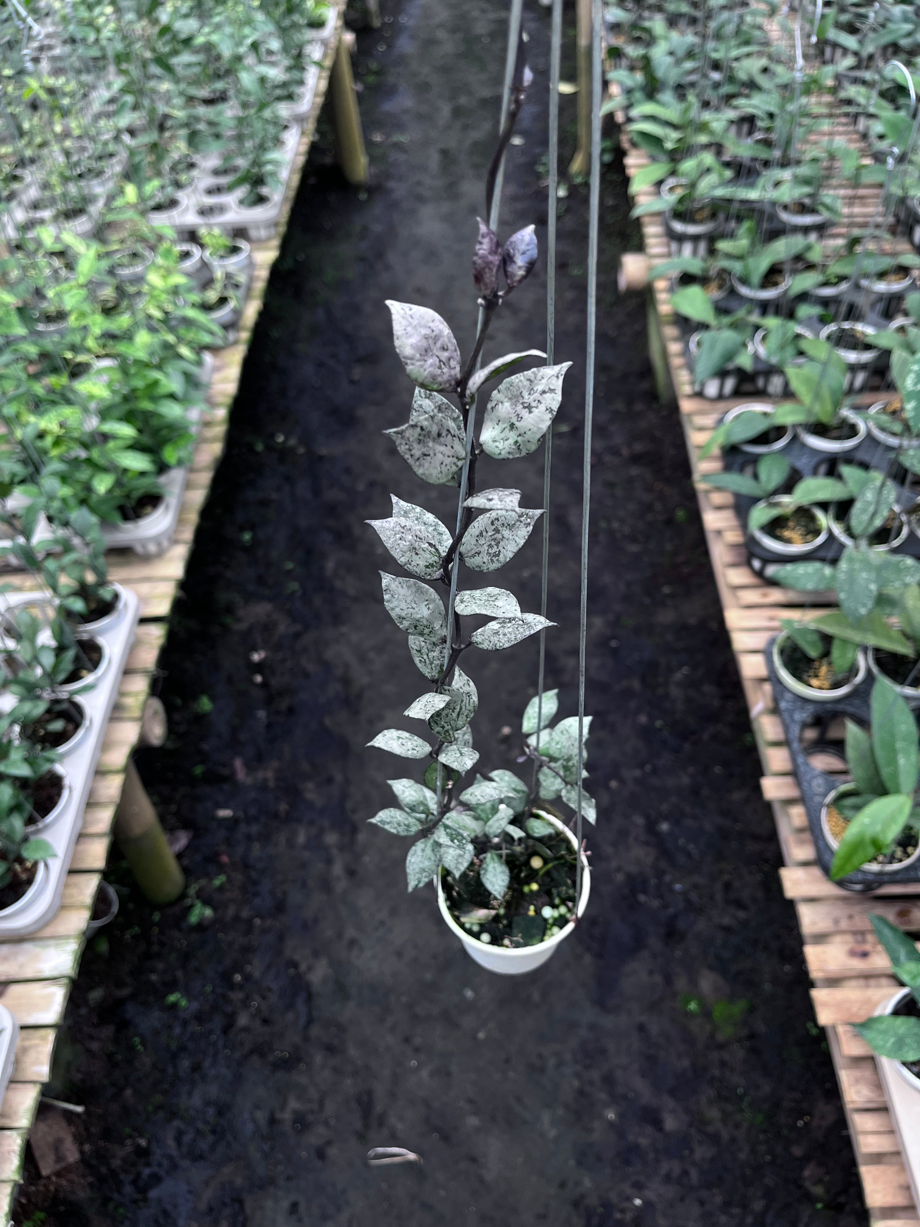 Hoya Lacunosa Black Aurora — full plant view photographed at partner grower, Indonesia