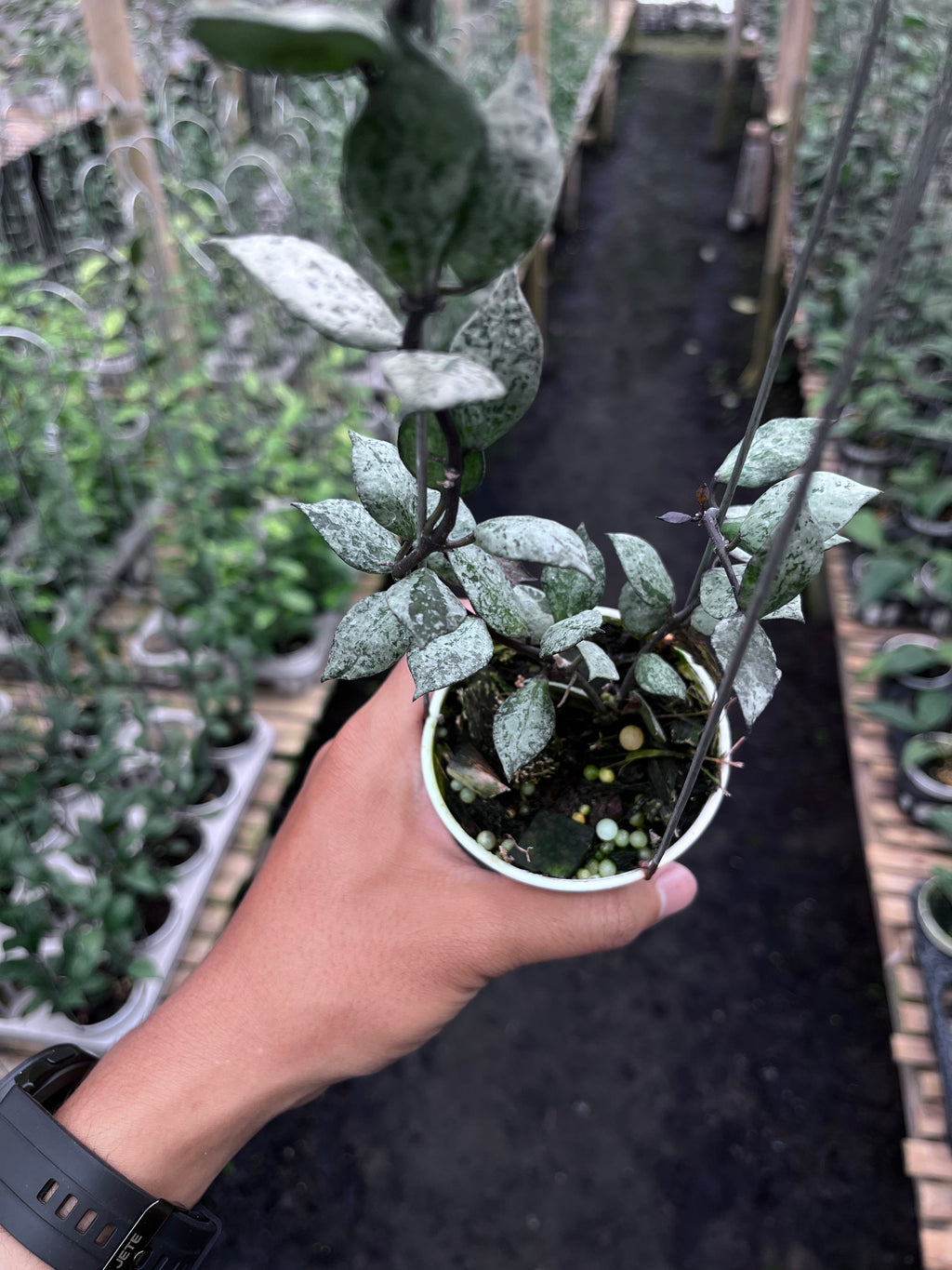 Hoya Lacunosa Black Aurora — growth habit photographed at partner grower, Indonesia