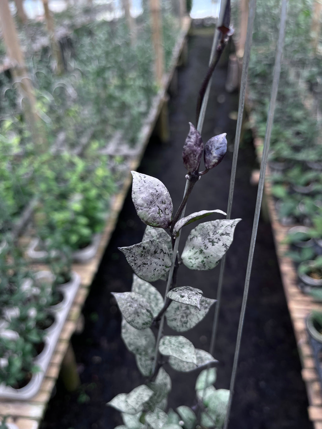 Hoya Lacunosa Black Aurora — foliage close-up photographed at partner grower, Indonesia