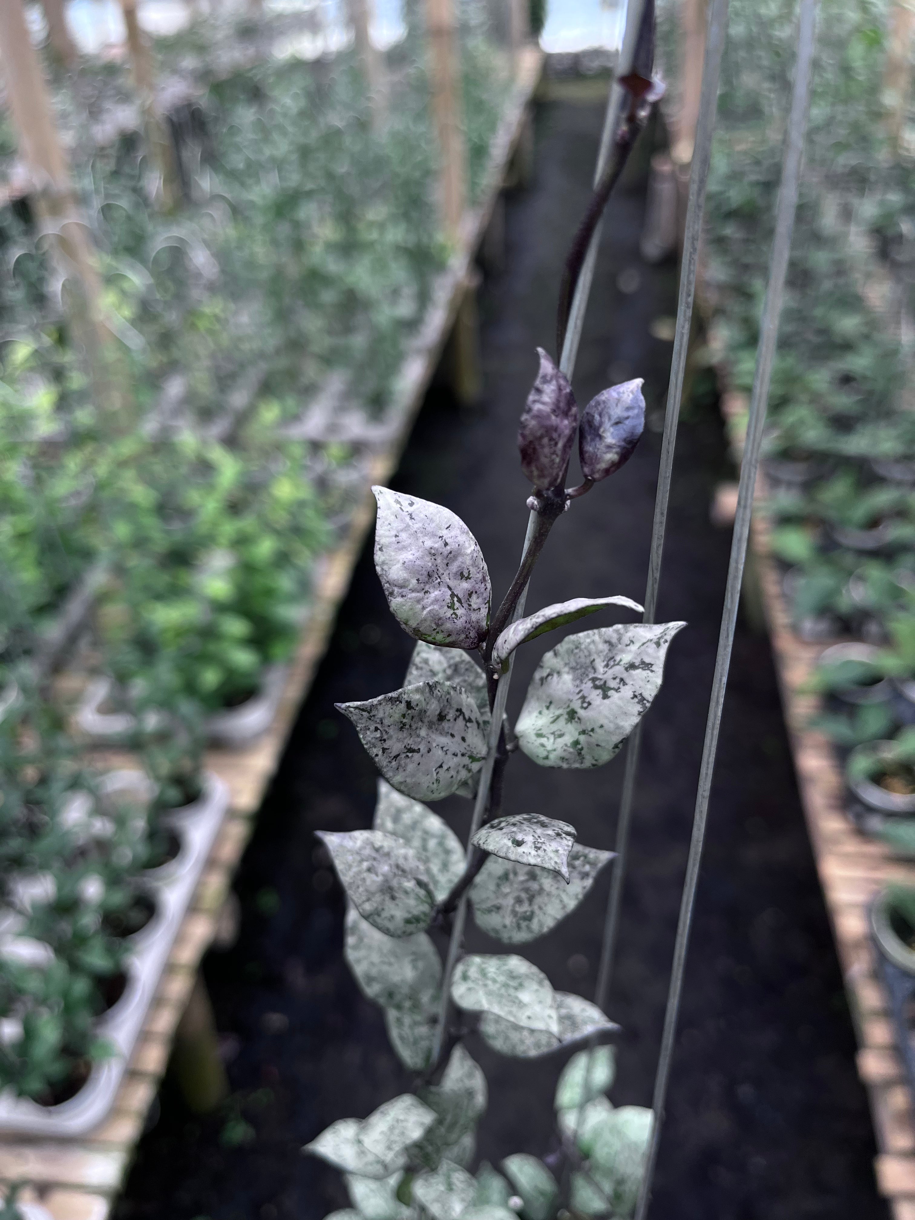 Hoya Lacunosa Black Aurora — foliage close-up photographed at partner grower, Indonesia