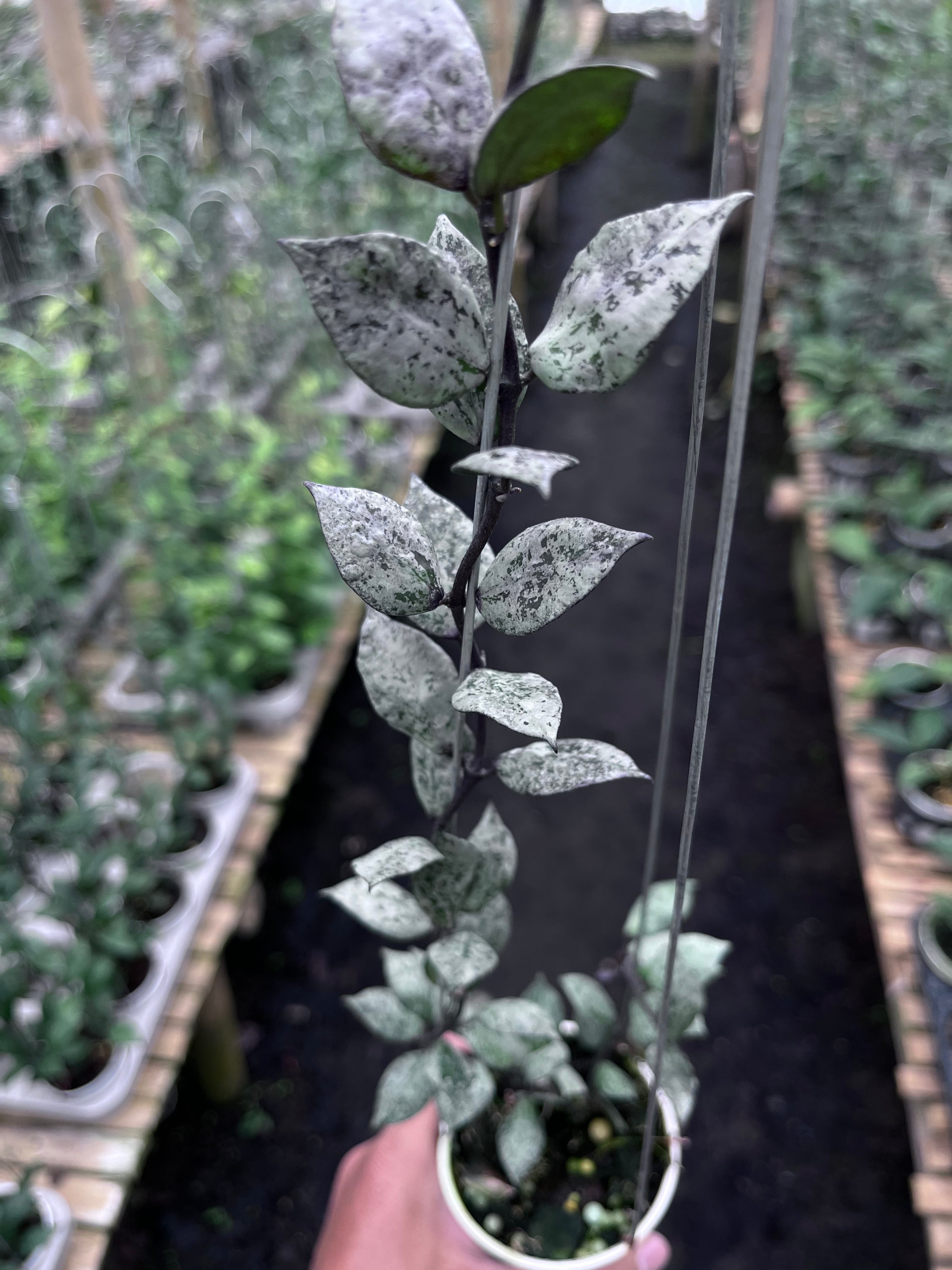 Hoya Lacunosa Black Aurora — leaf detail photographed at partner grower, Indonesia