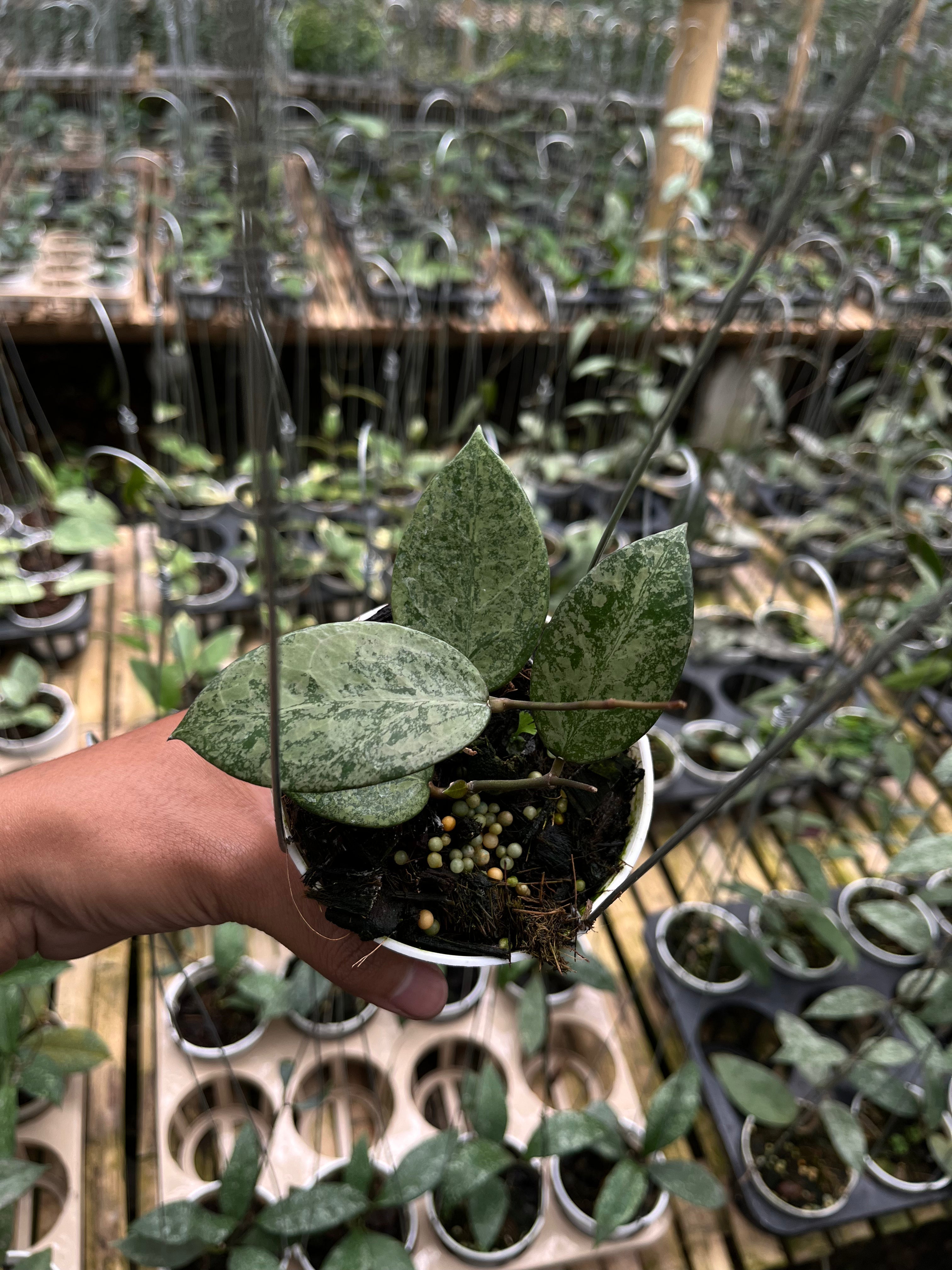 Hoya Verticilata Silver Galaxy — full plant view photographed at partner grower, Indonesia