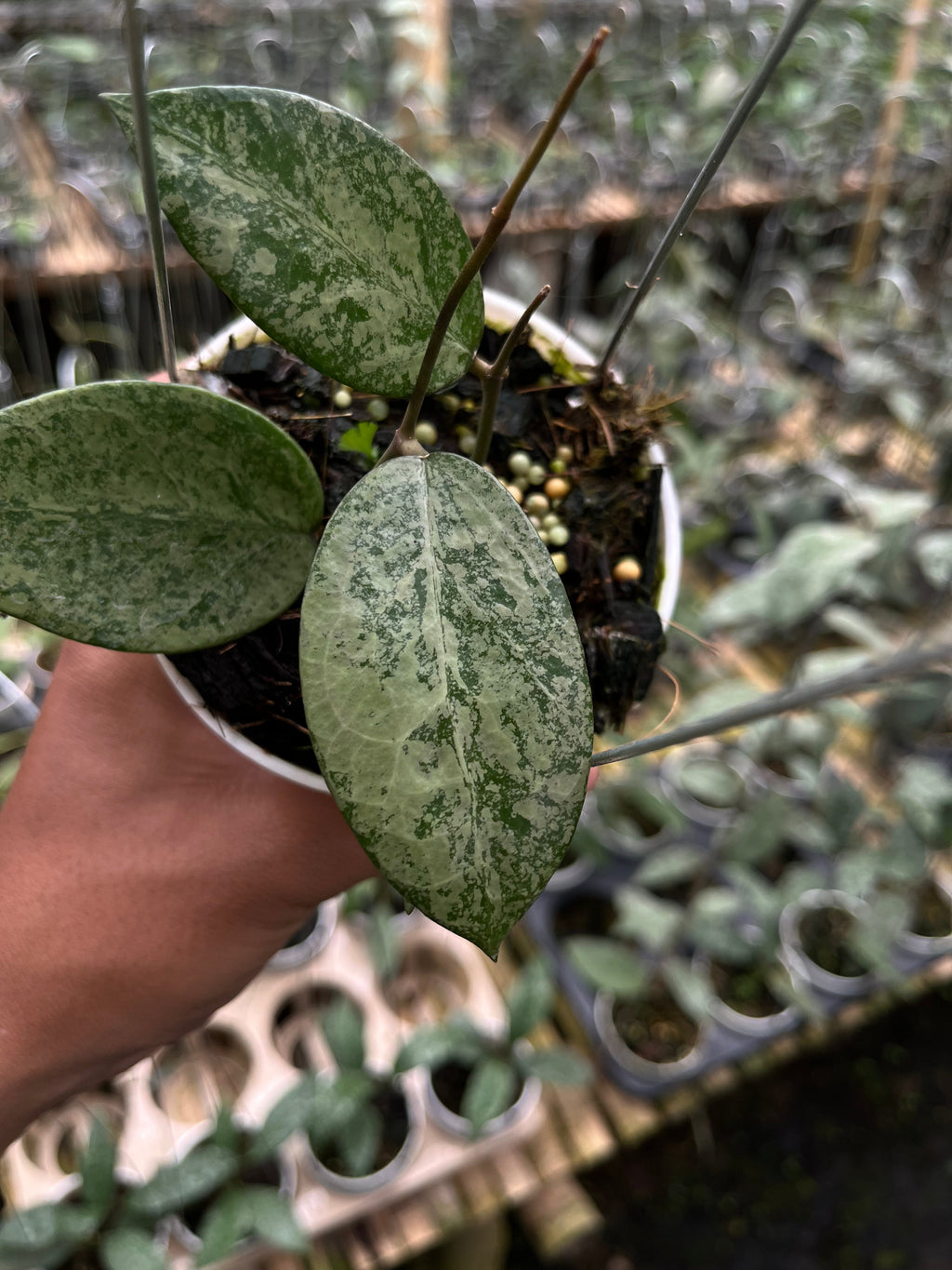 Hoya Verticilata Silver Galaxy — growth habit photographed at partner grower, Indonesia