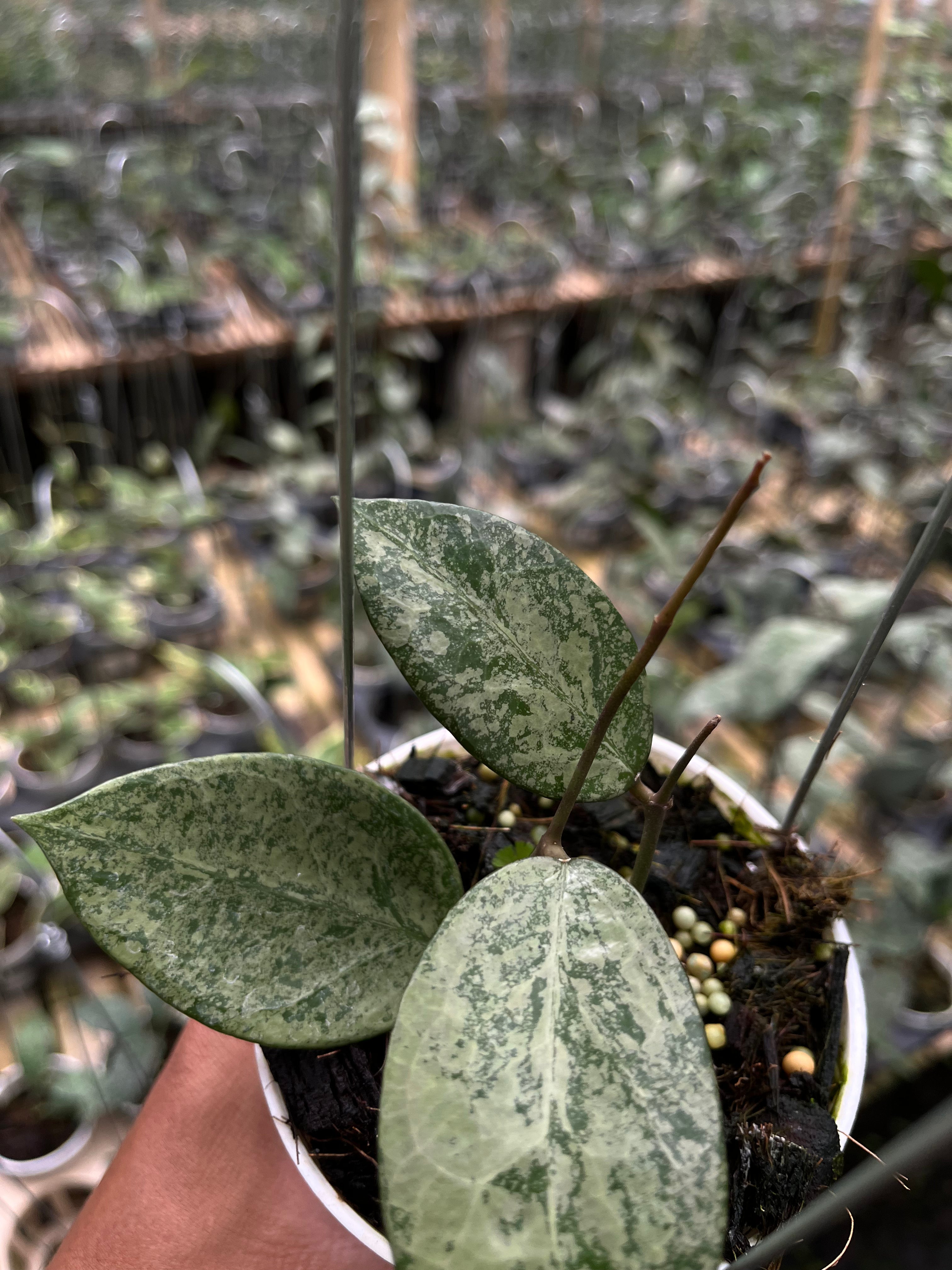 Hoya Verticilata Silver Galaxy — silver splash detail photographed at partner grower, Indonesia