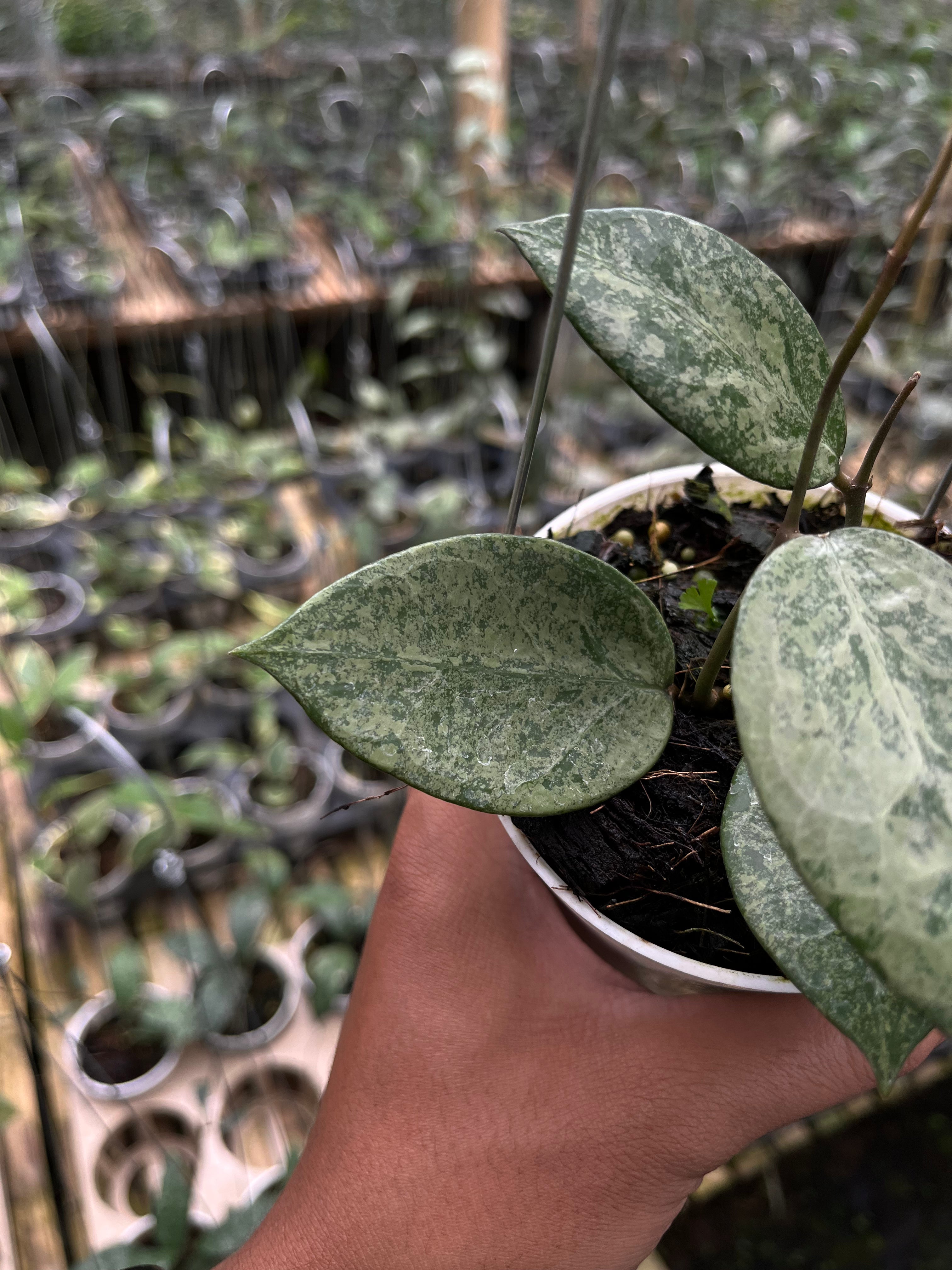 Hoya Verticilata Silver Galaxy — foliage close-up photographed at partner grower, Indonesia