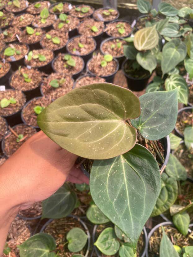 Anthurium King of Spades original line — dark velvet Indonesian collector cultivar | Vanosha Plants