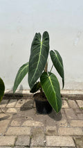 Philodendron Melanochrysum — full plant view photographed at partner grower, Indonesia