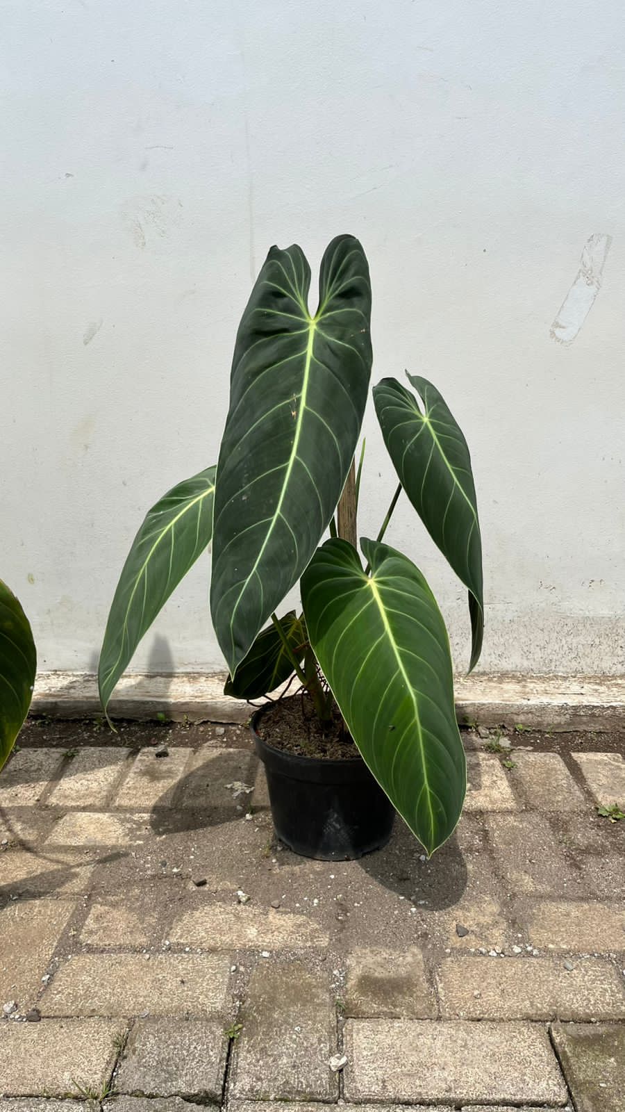 Philodendron Melanochrysum — full plant view photographed at partner grower, Indonesia