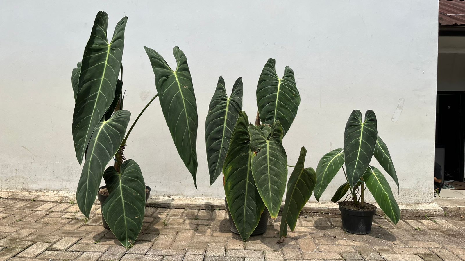 Philodendron Melanochrysum — foliage close-up photographed at partner grower, Indonesia