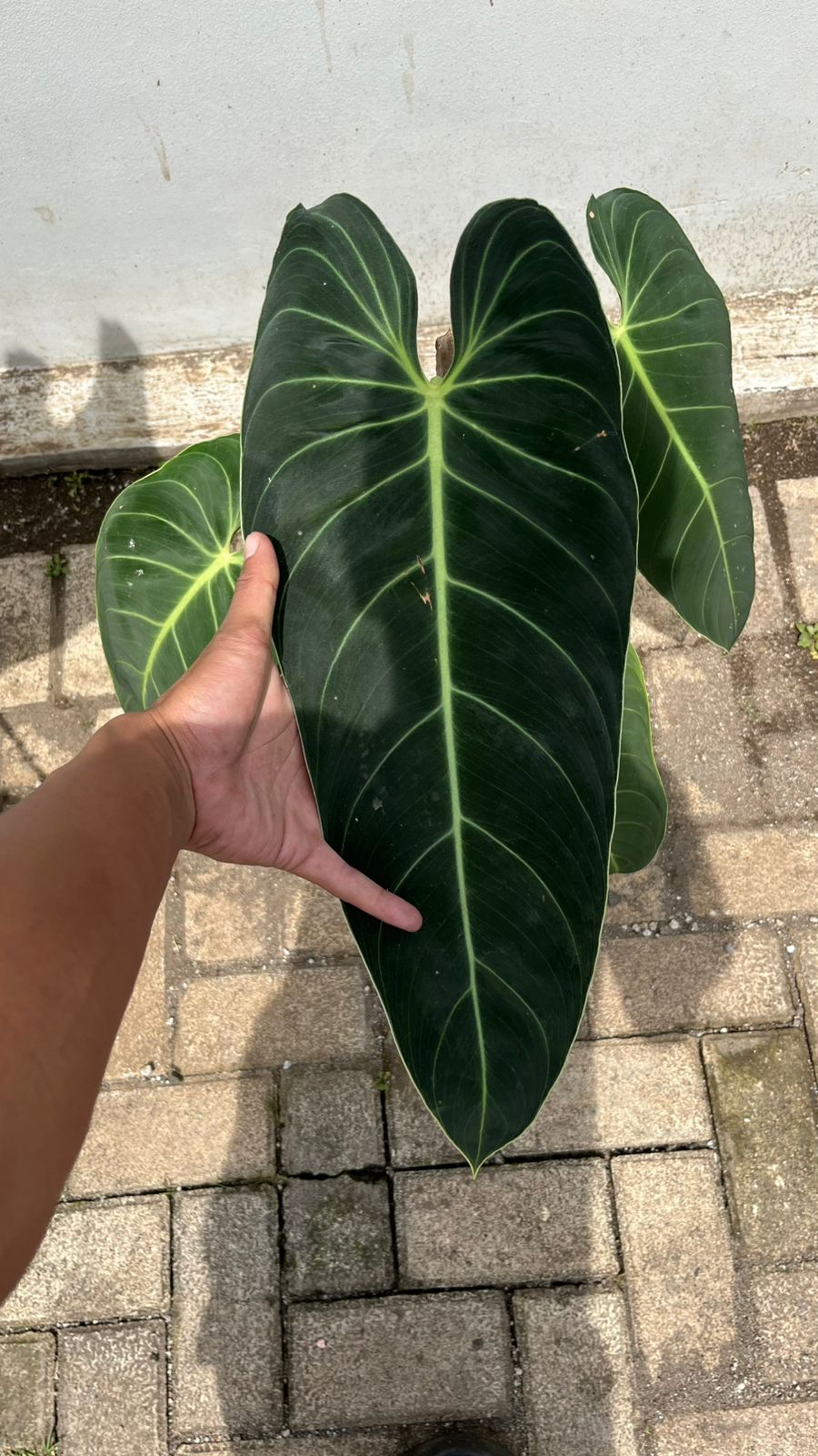 Philodendron Melanochrysum — velvet leaf detail photographed at partner grower, Indonesia