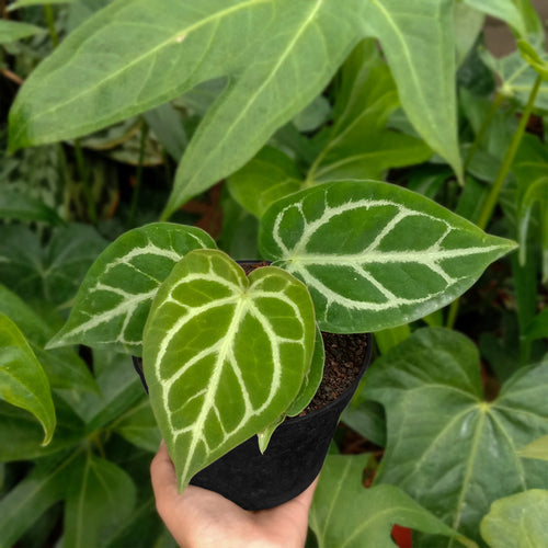 Anthurium Dorayaki X KOS