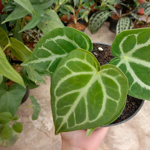 Anthurium Dorayaki X Luxurians
