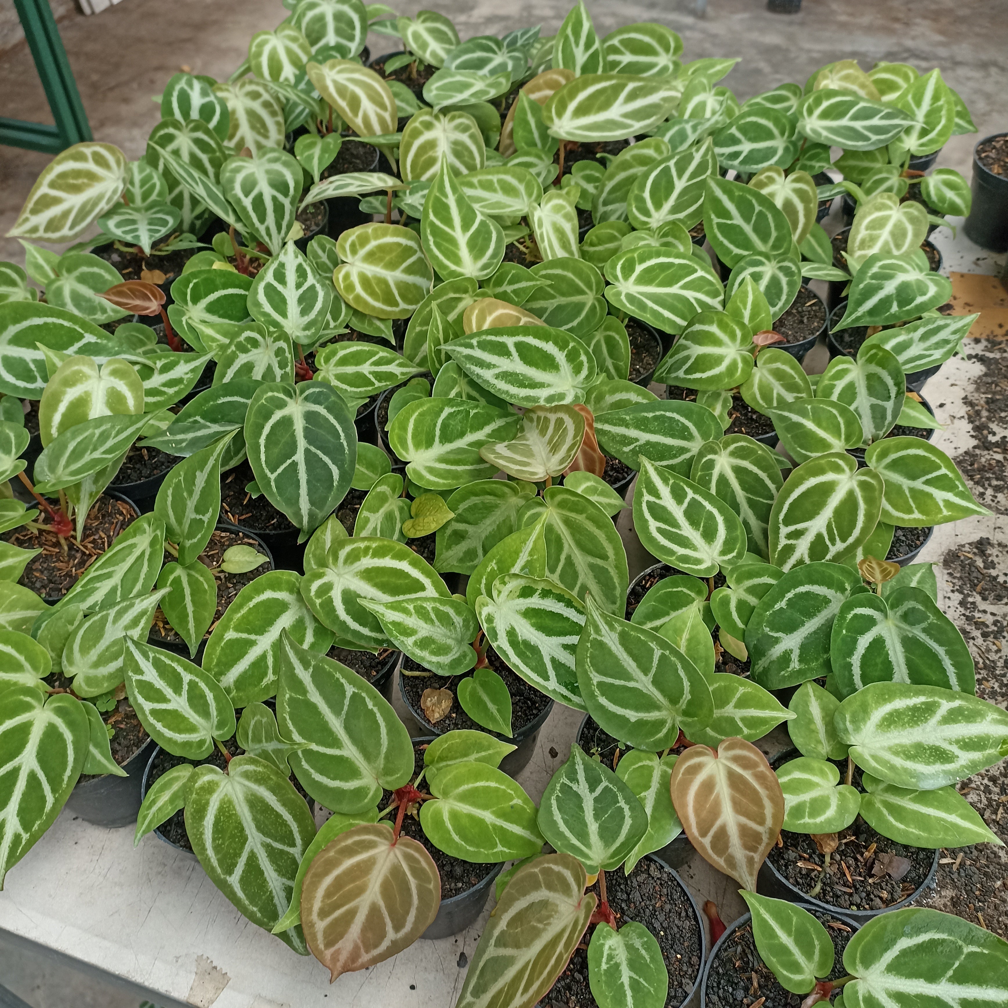 Anthurium Silver Blush